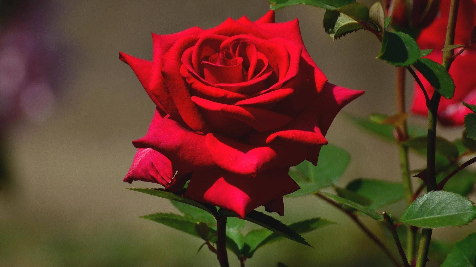 Hermosaplanta De Rosa Fondo de pantalla