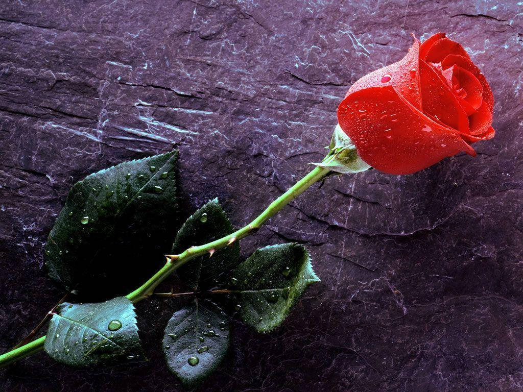 Smuk rose med torne som baggrund Wallpaper