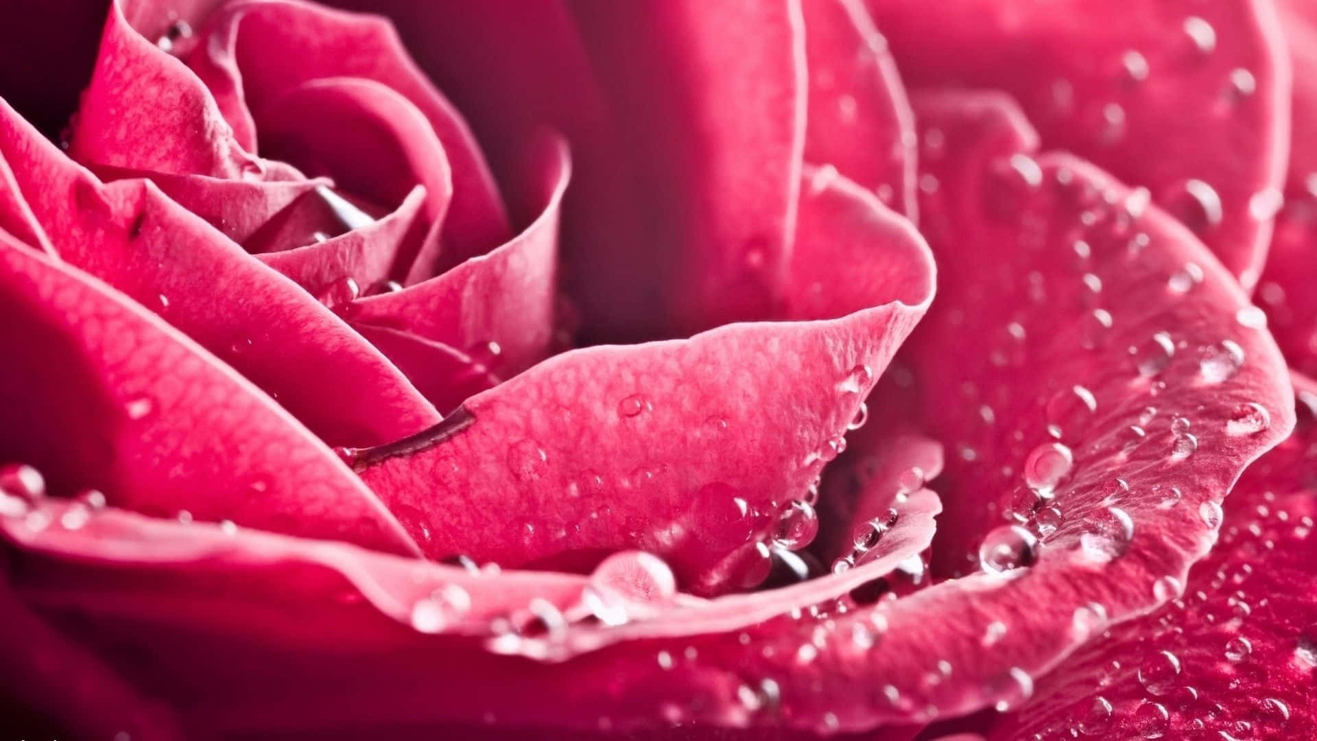 Et nærbillede af en pink rose med vanddråber på den. Wallpaper