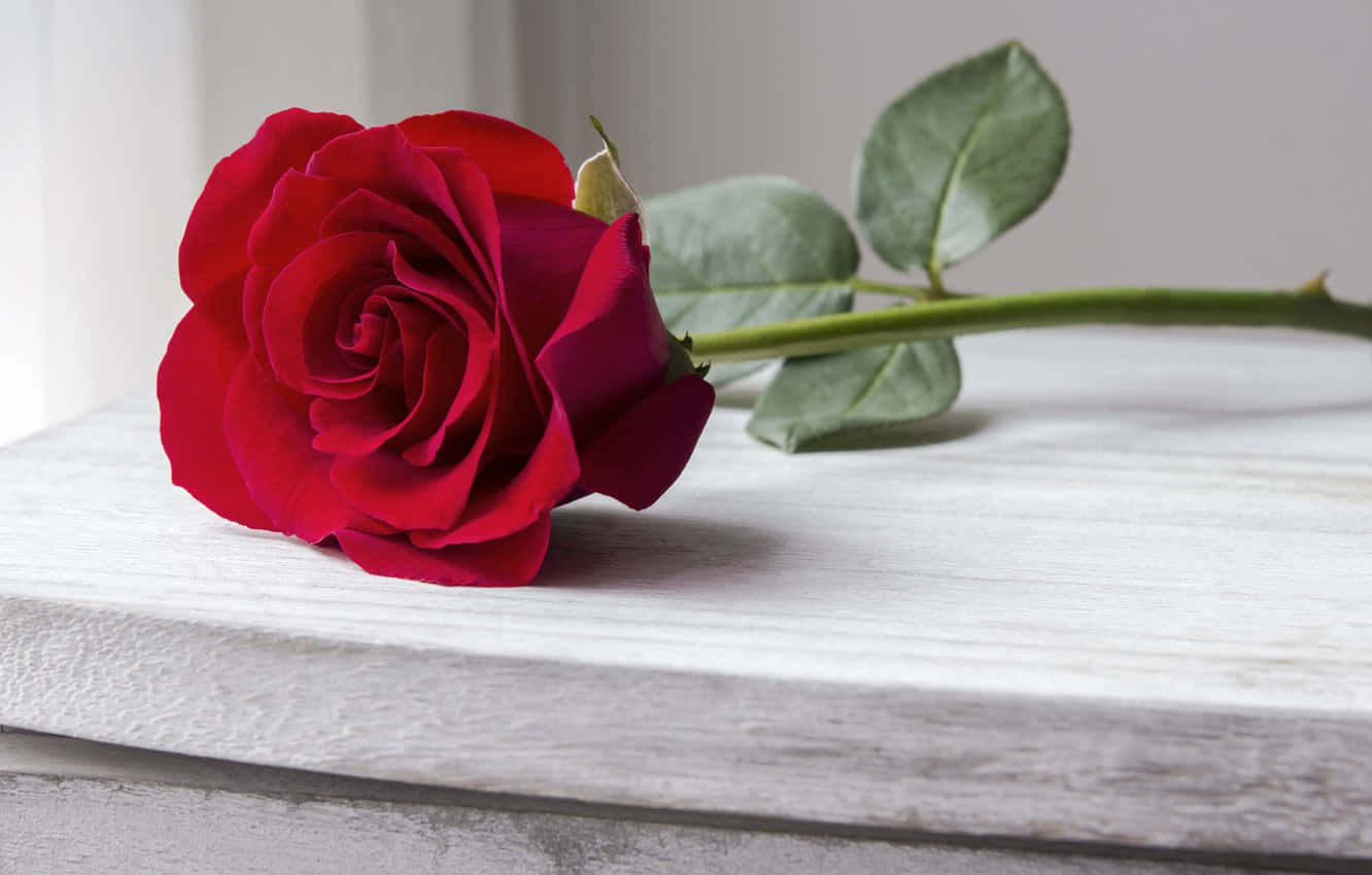 Unosplendido Bouquet Di Rose Rosse. Sfondo