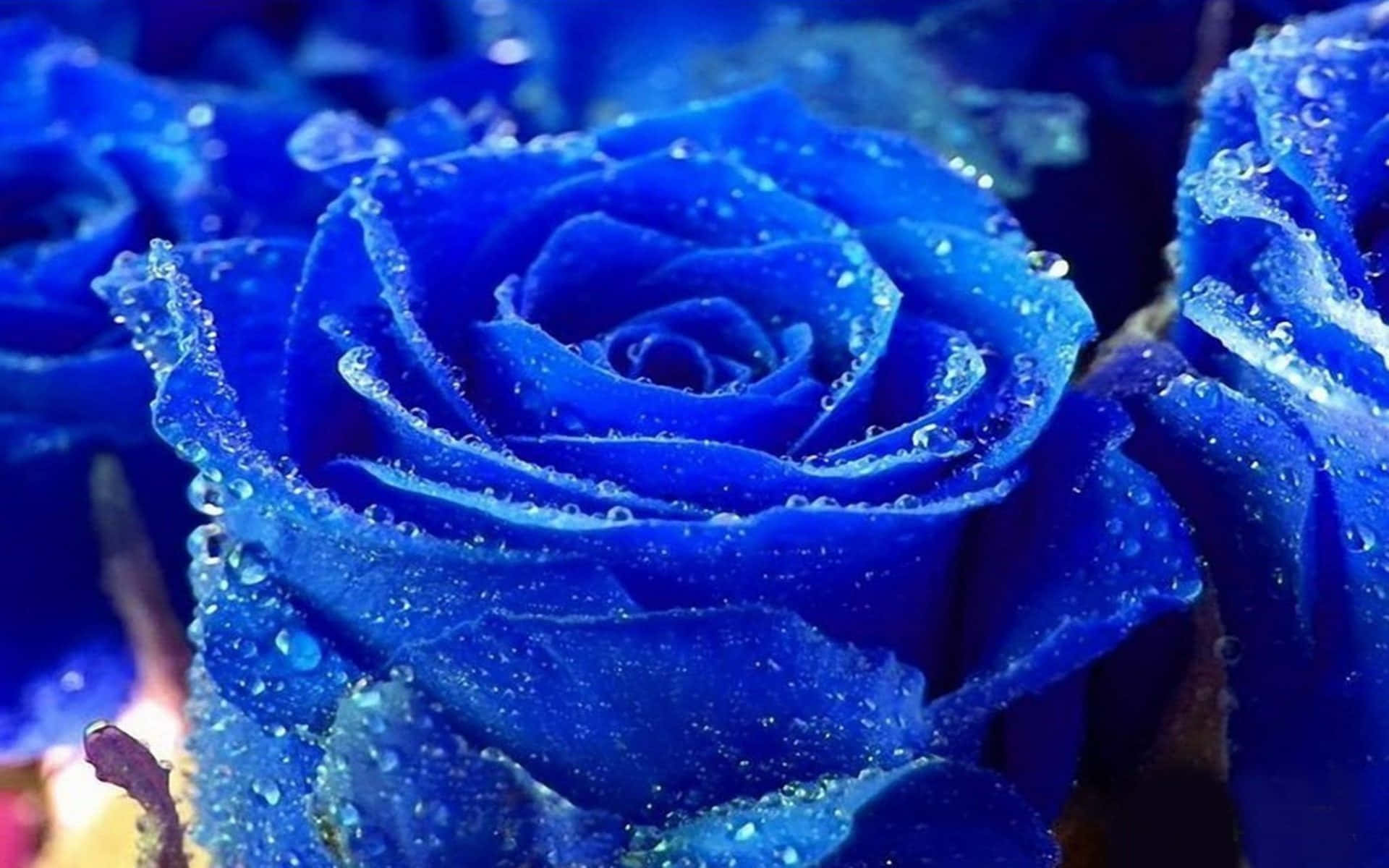 Blue Roses With Water Droplets On Them Wallpaper