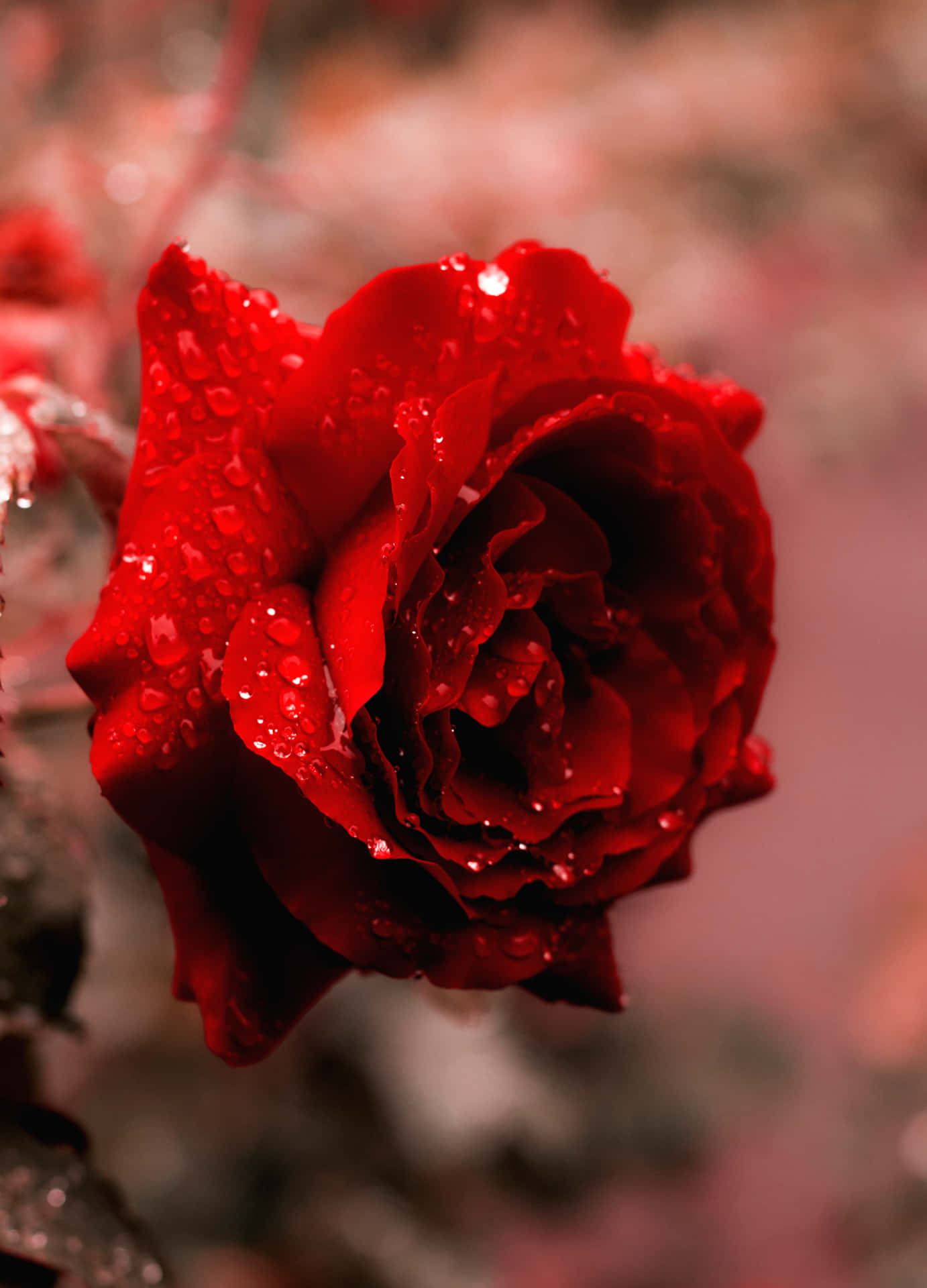 En rød rose med vanddråber på den. Wallpaper