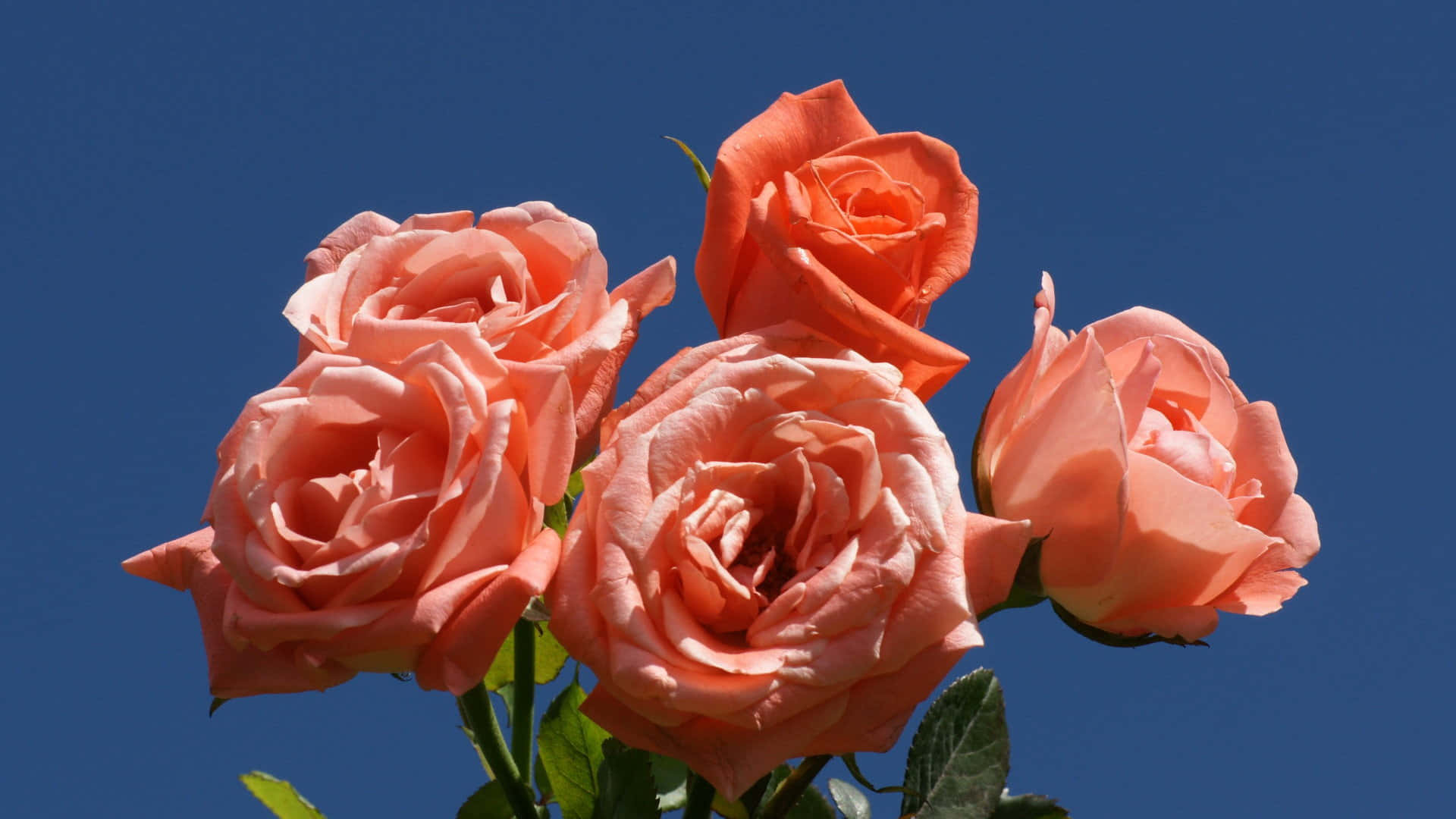 Einhaufen Rosafarbener Rosen Wallpaper