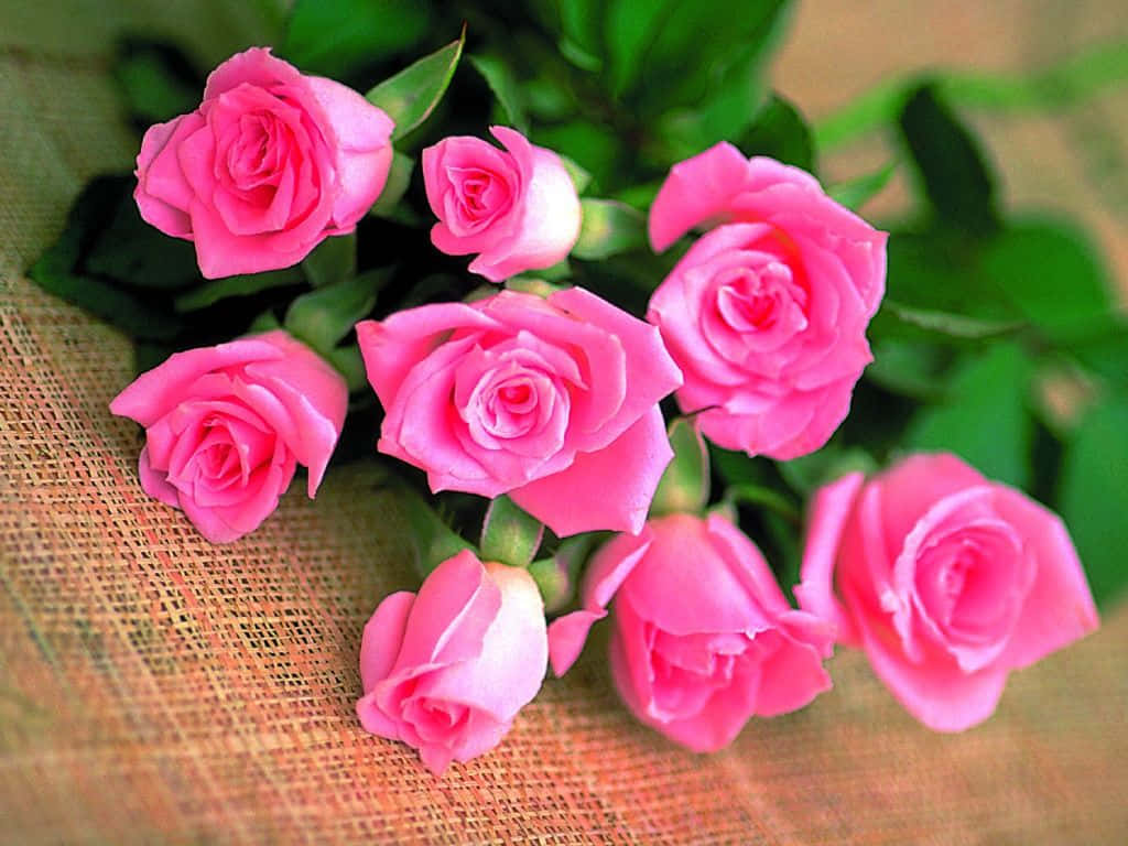 Luxuriøse, smukke roser livfulde i farve Wallpaper