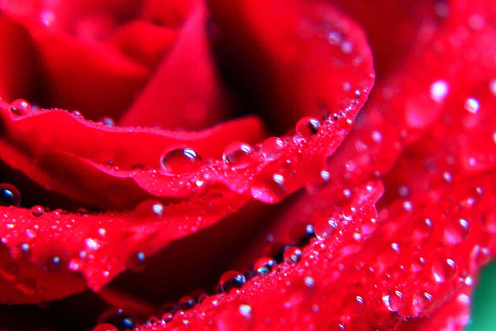 Unpittoresco Bouquet Di Vibranti, Splendide Rose. Sfondo