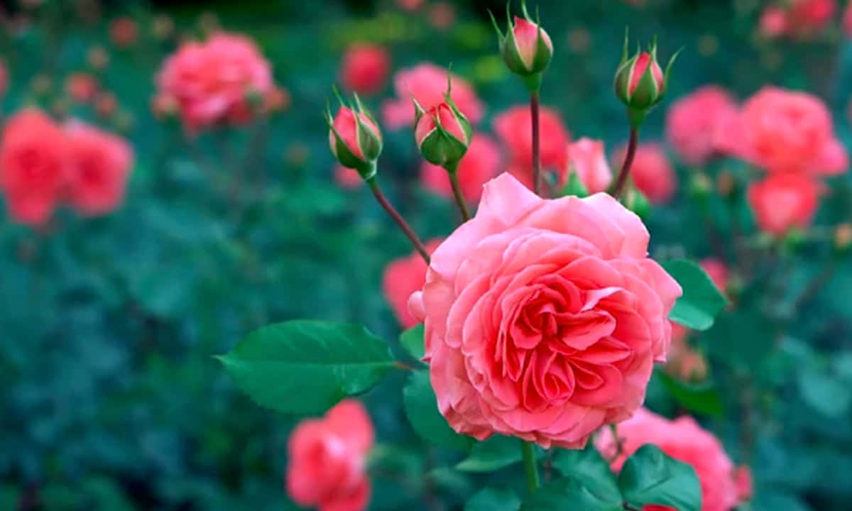 Roserosa Nel Giardino Sfondo