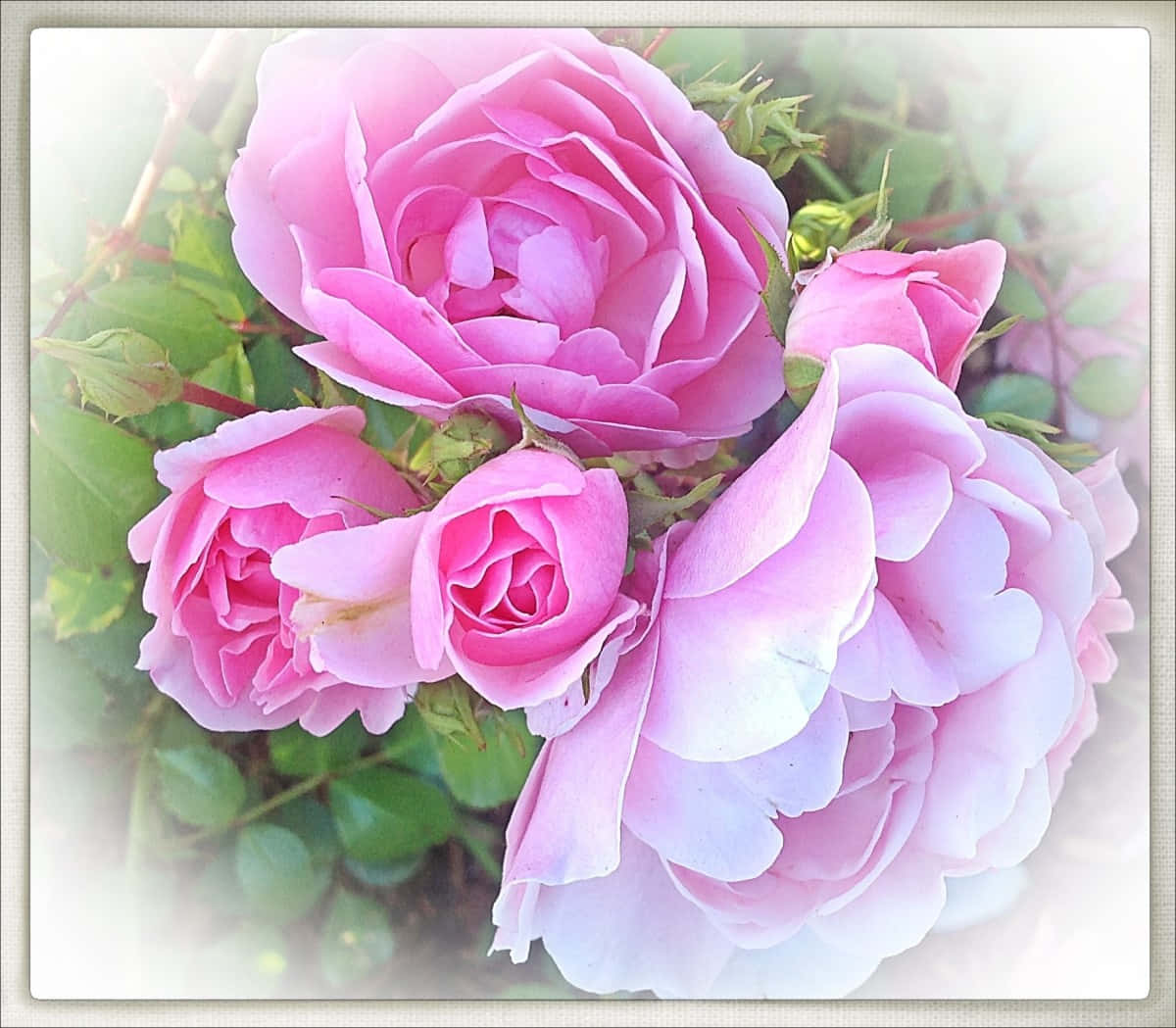 Stupendaimmagine Fotografica Incorniciata Di Bellissime Rose Rosa