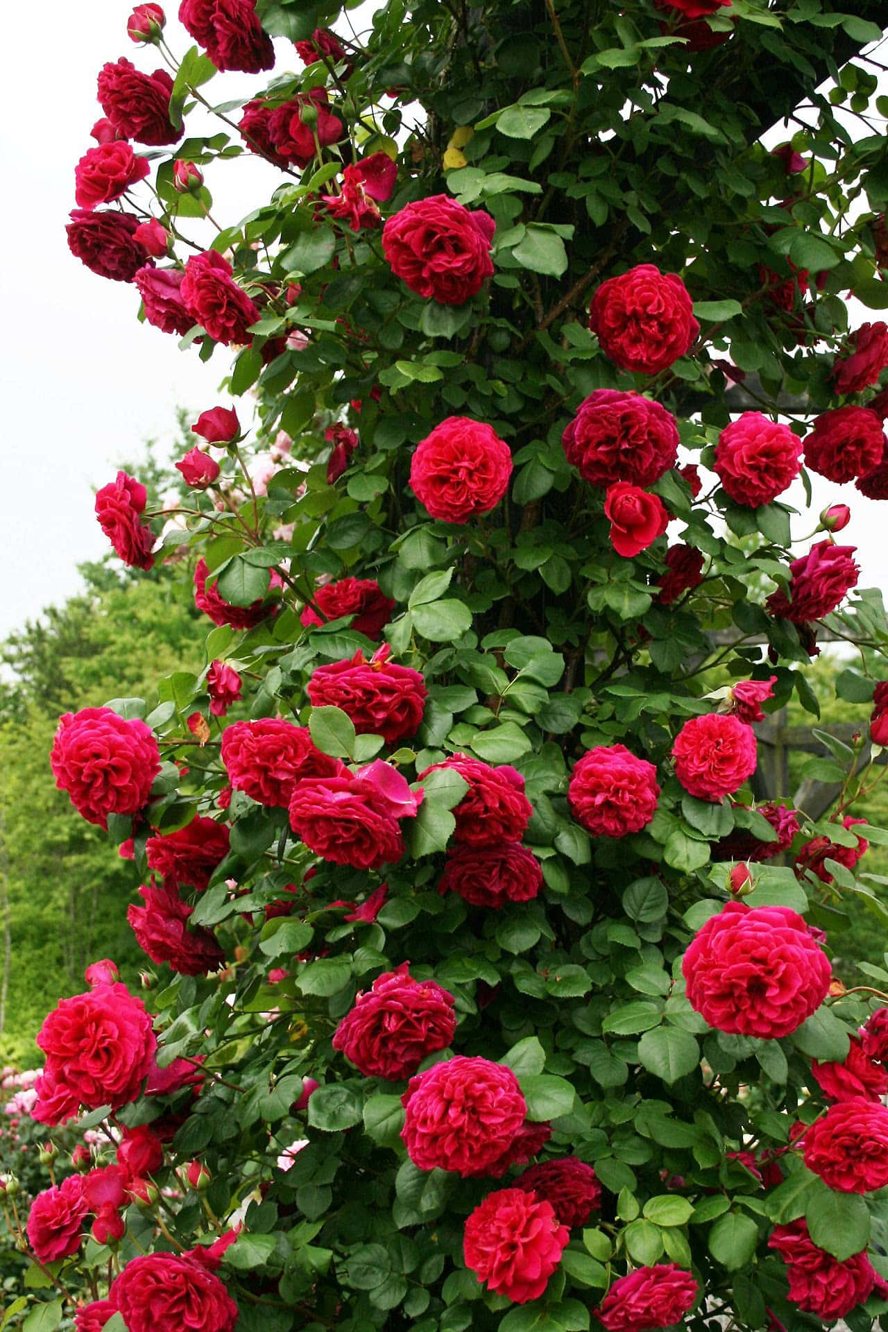 Vackrarosor Djupt Röd Klättrande Blomma Fotografi Bild