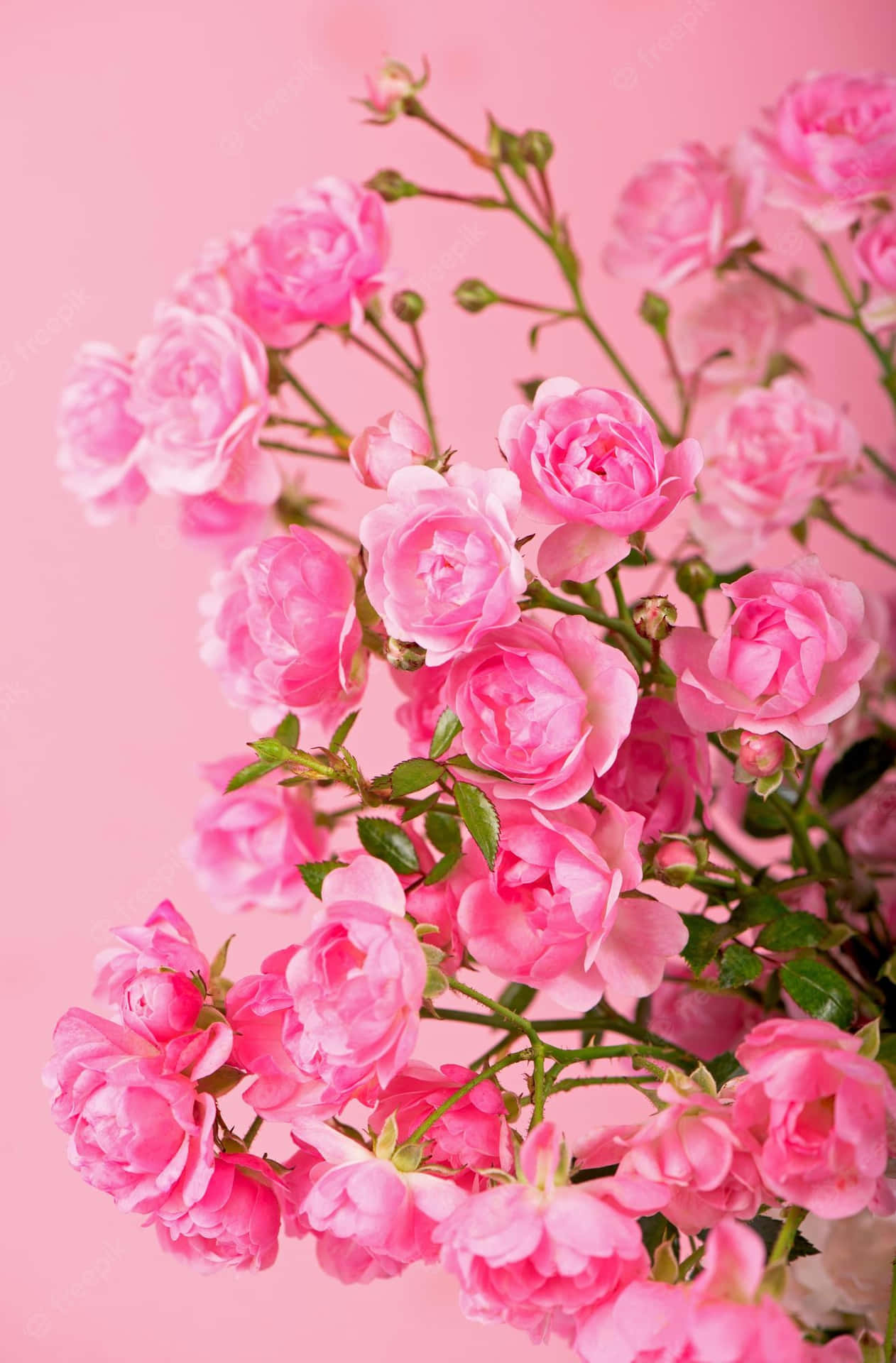 Beautiful Roses Pink Bouquet Flower Photography Picture
