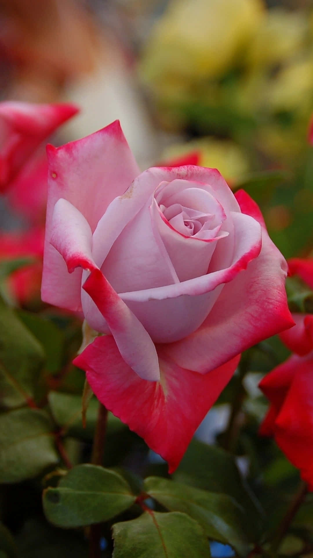 Bellissimafotografia Di Rose Rosse Con Petali A Punta