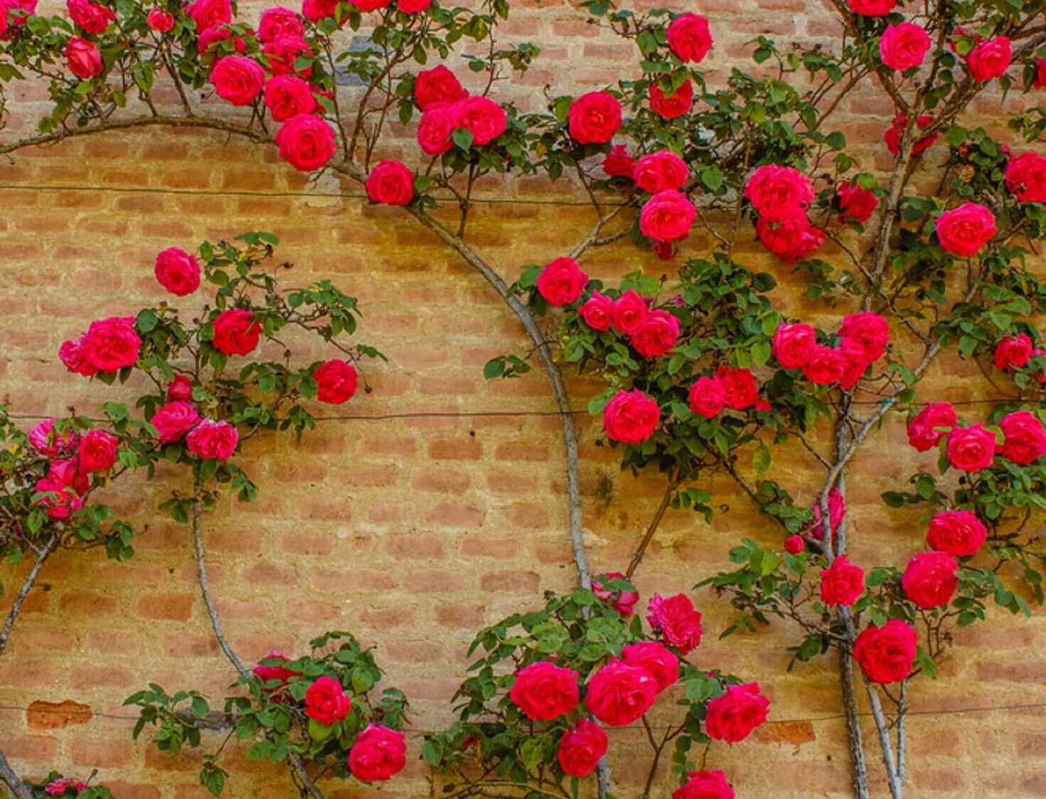 Beautiful Roses Red Flower Creeper Photography Picture