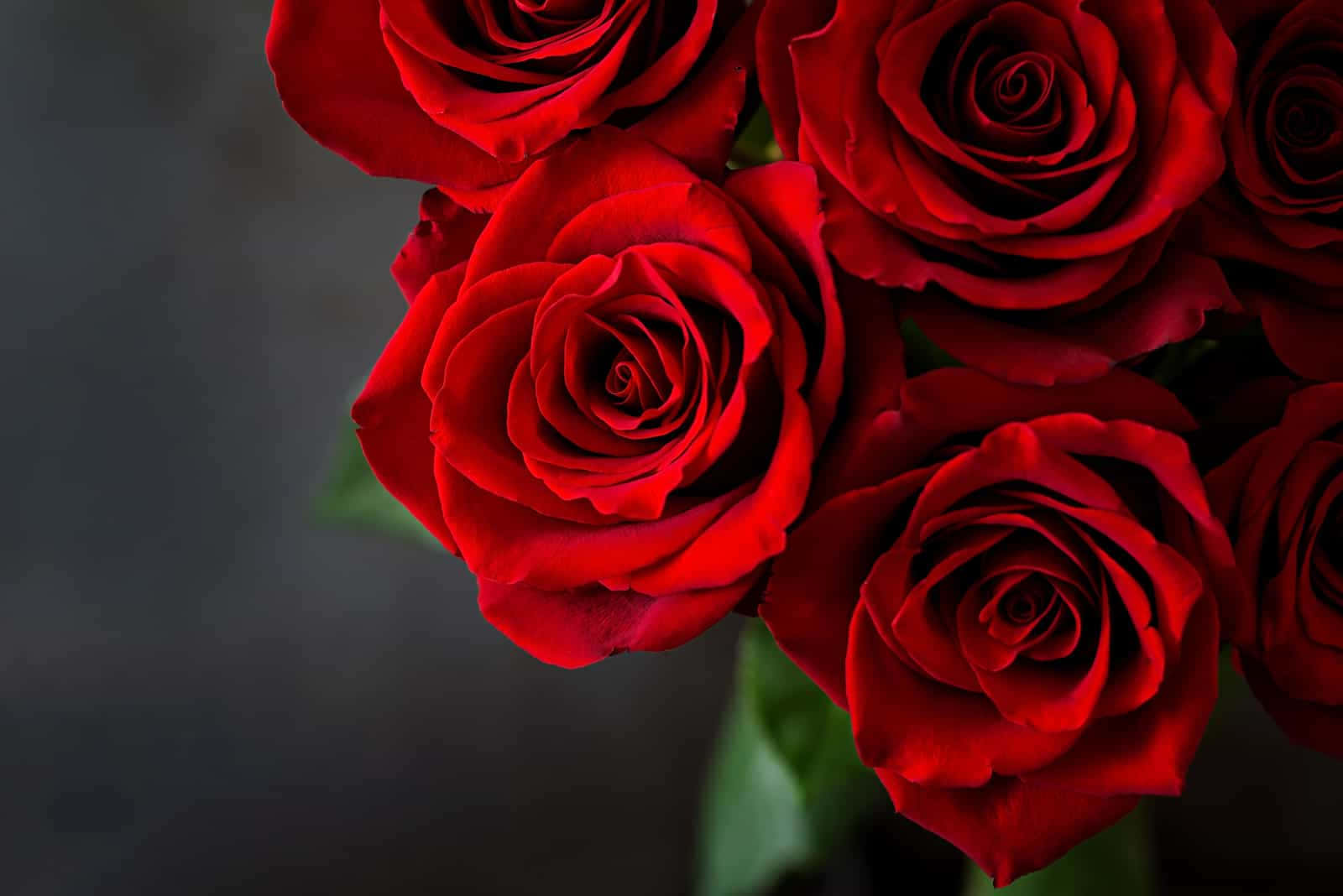 Beautiful Roses Red Flower Photography Art Picture