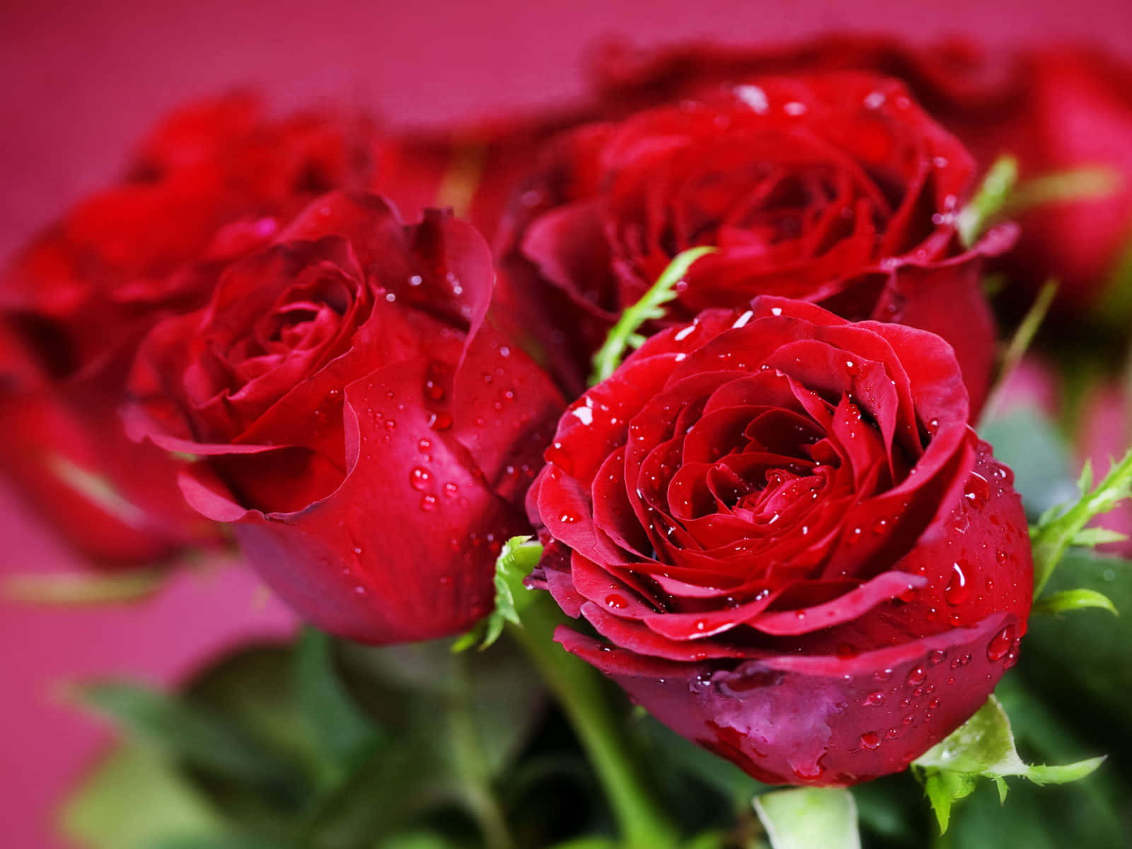 Beautiful Roses Red Flowers Dew Drop Photography Picture