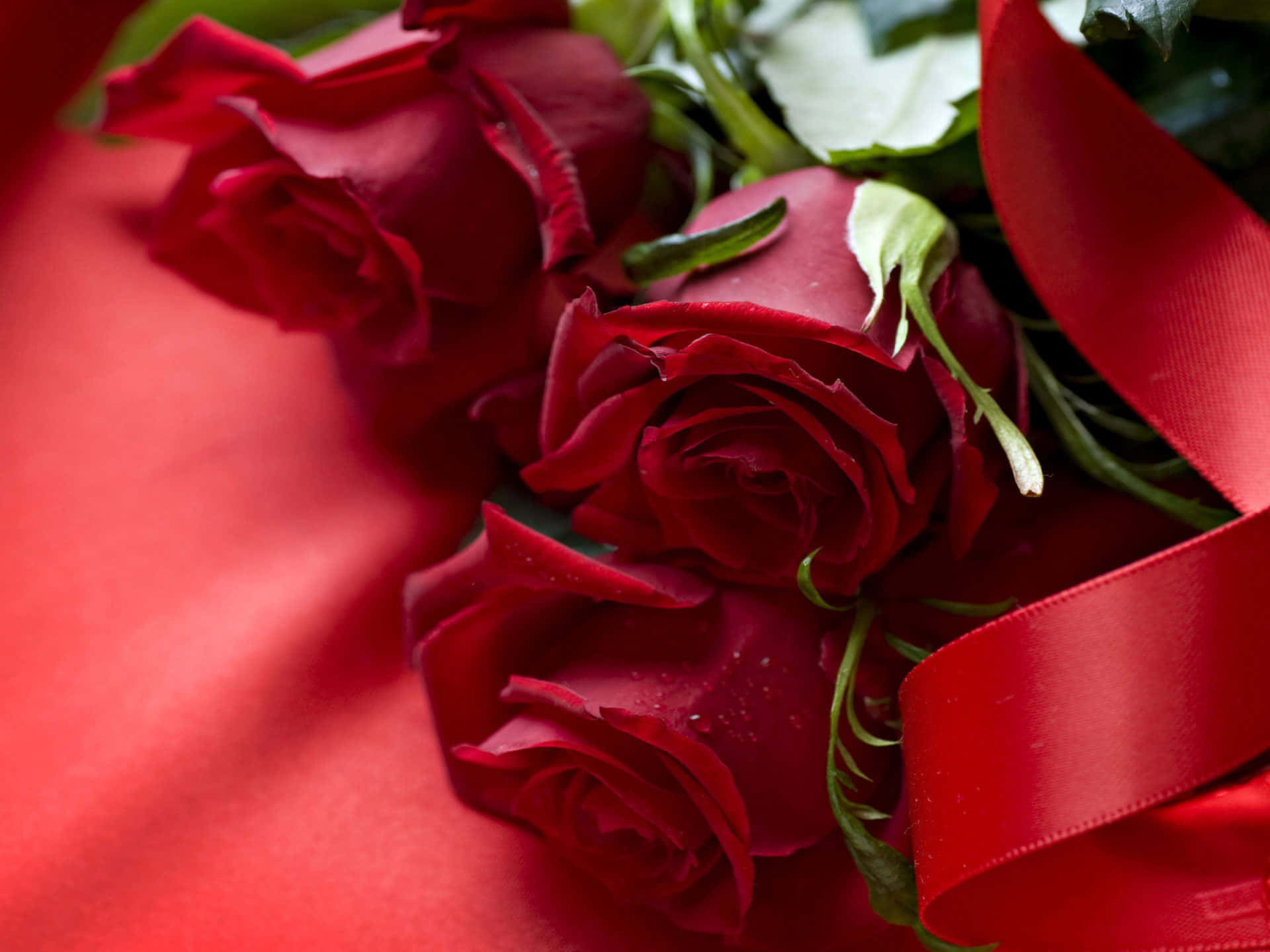 Vackrarosor Röda Blommor Satinfotografi Bild