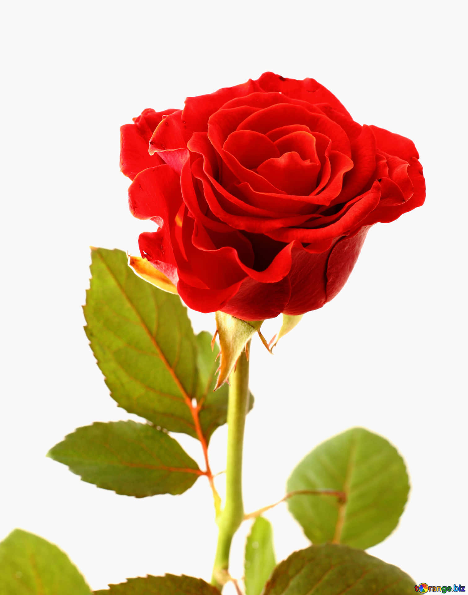 Vackrarosor Ett Ensamt Rött Blomma Fotografi