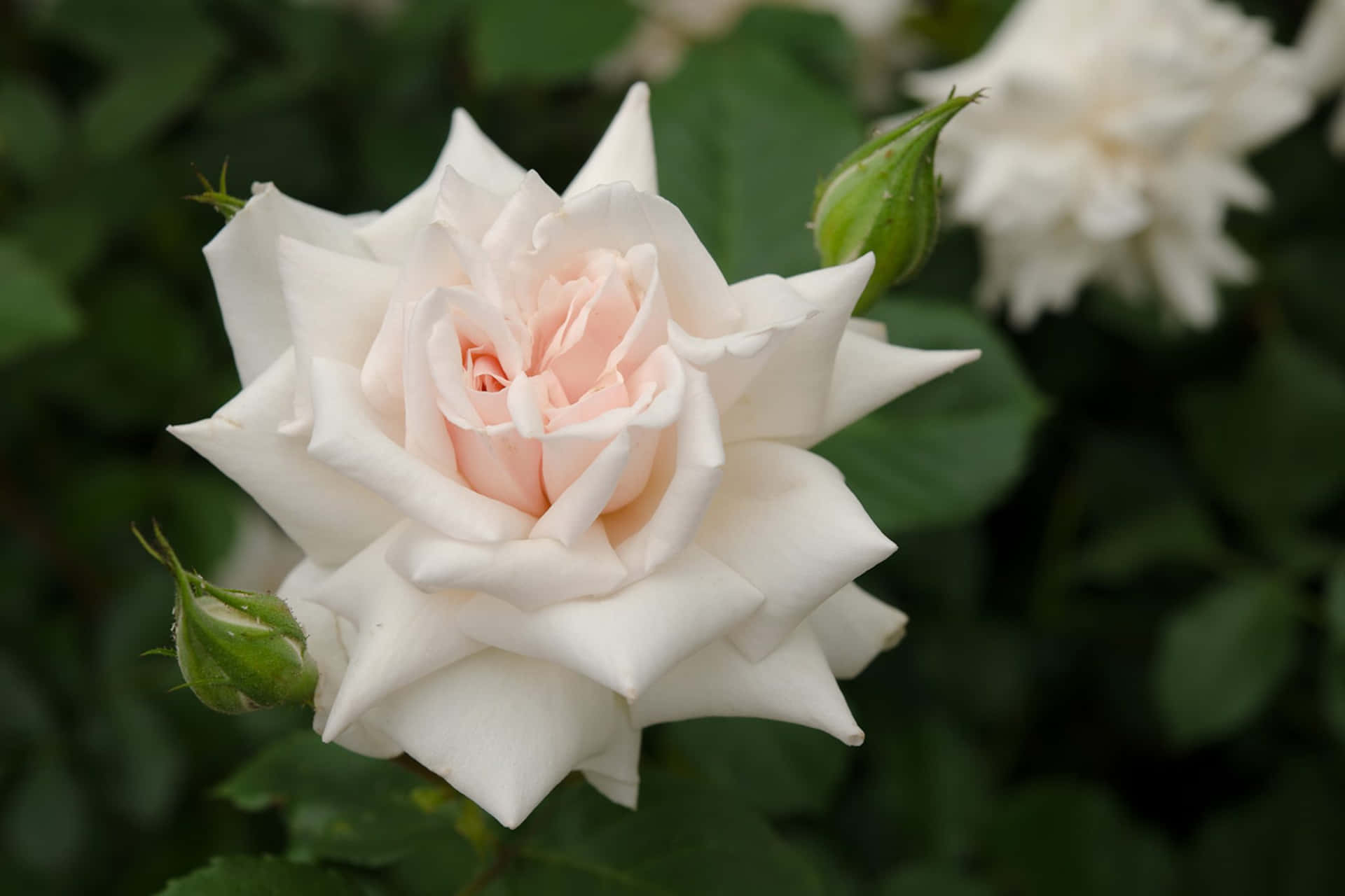 Beautiful Roses White Flower Close Up Photography Picture