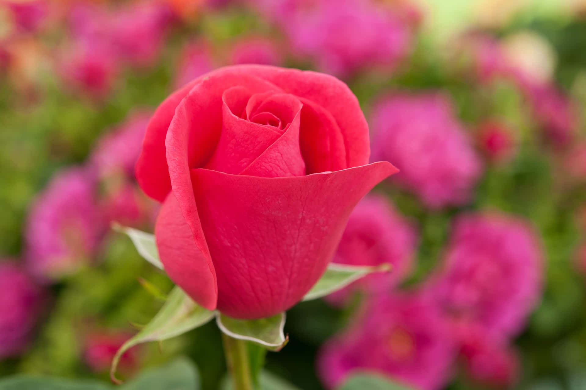Vackerbild På En Trädgård Med Rosa Blommor Från Rosornas Värld