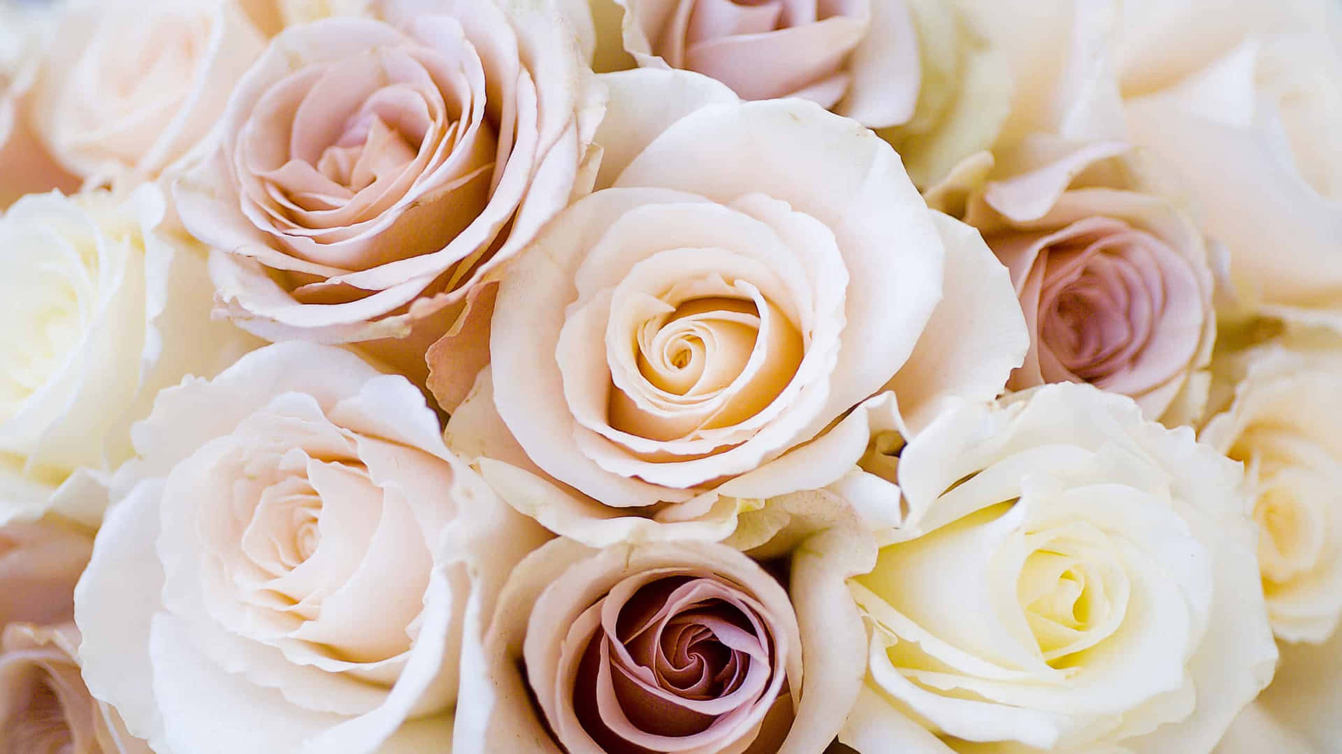 Beautiful Roses Wedding Flowers Close Up Photography Picture