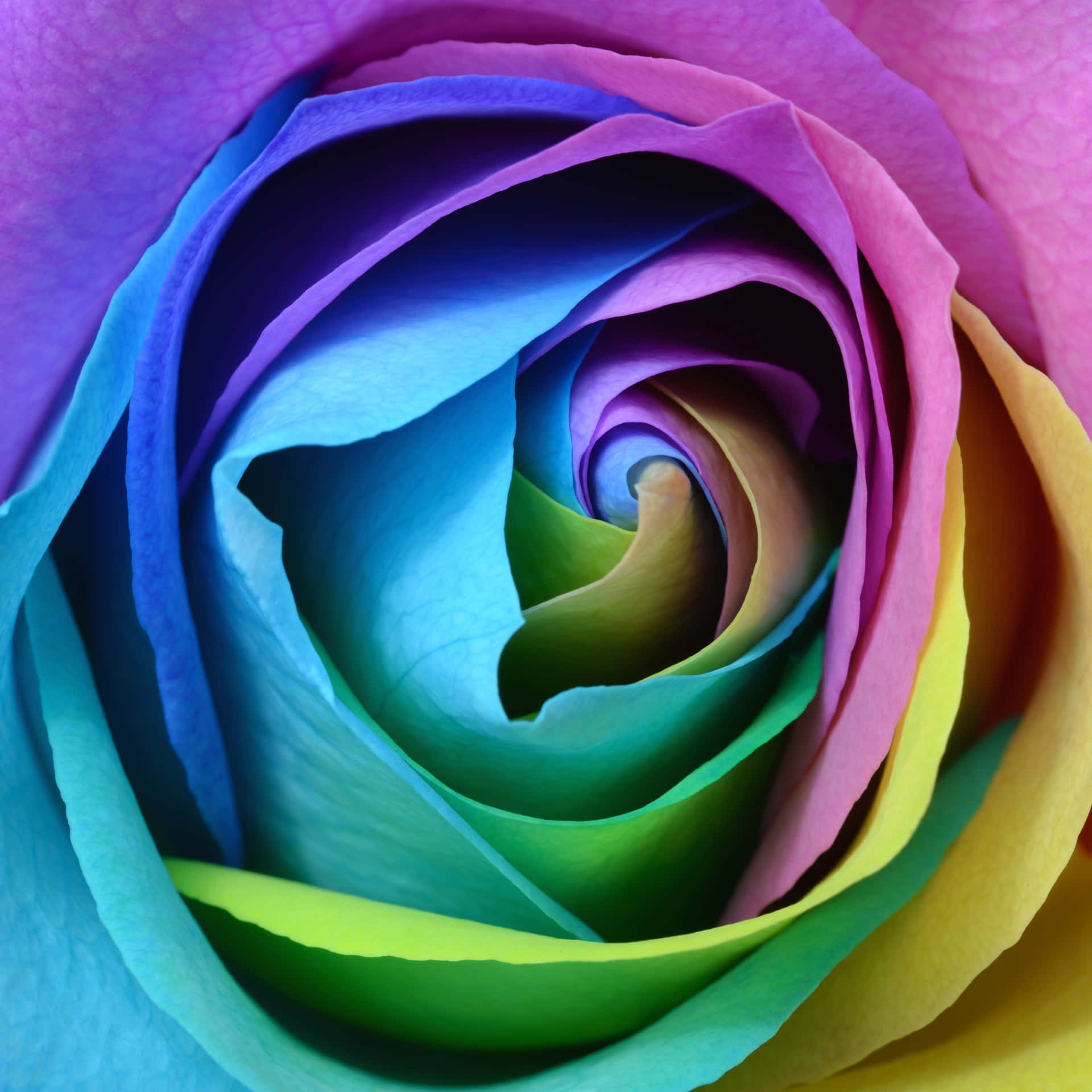 Beautiful Roses Rainbow Flower Digital Art Picture