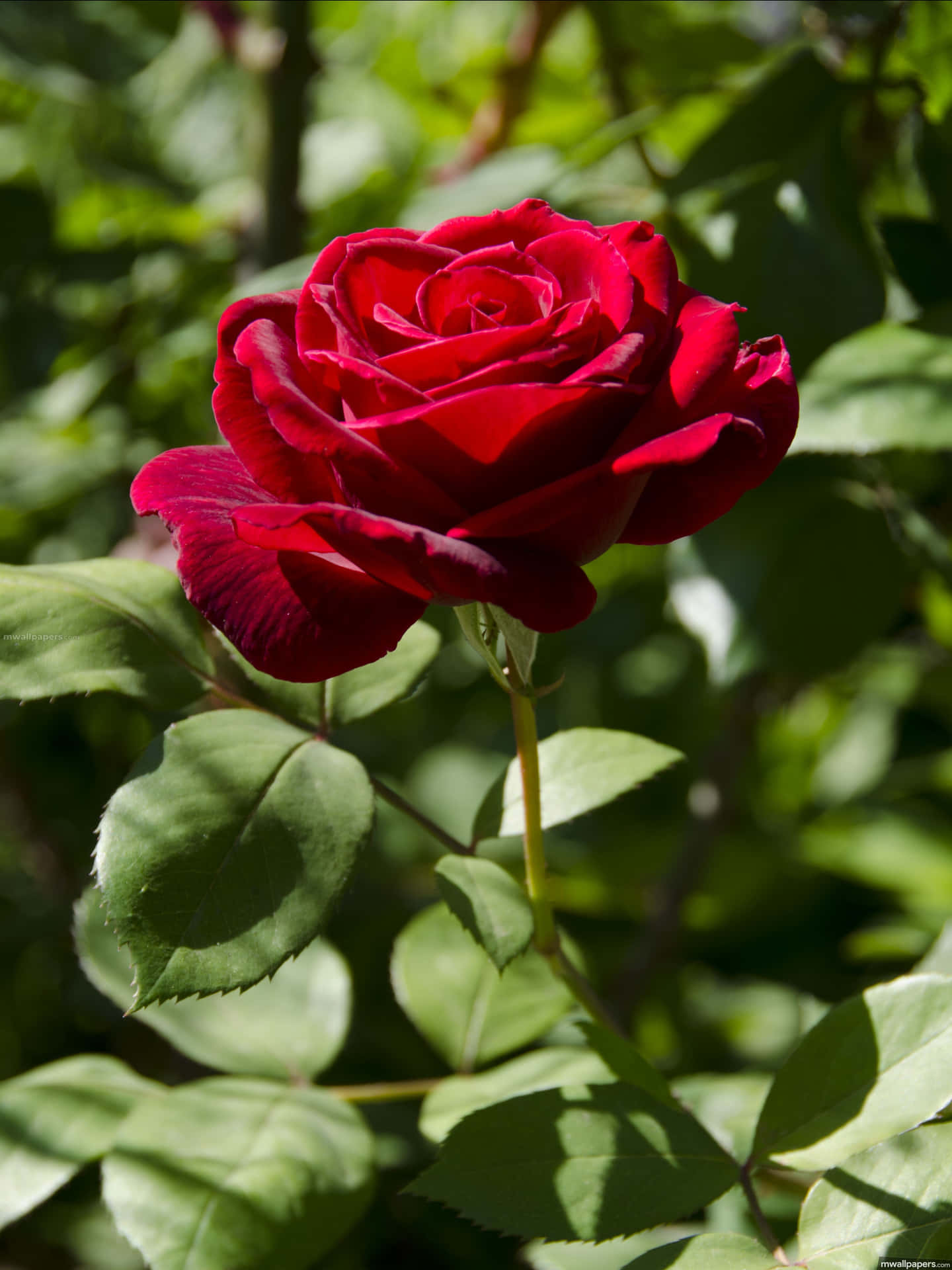 Bellissimafotografia Di Una Rosa Rossa
