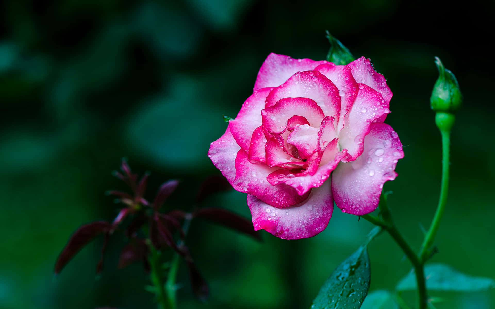 Un'incantevoleesposizione Di Rose In Fiore