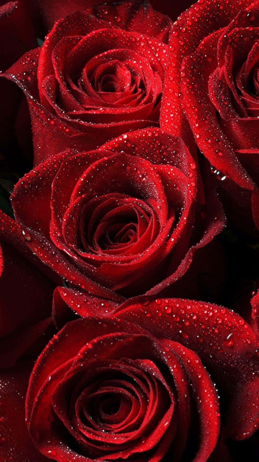 Beautiful Roses Red Flowers Dark Photography Picture