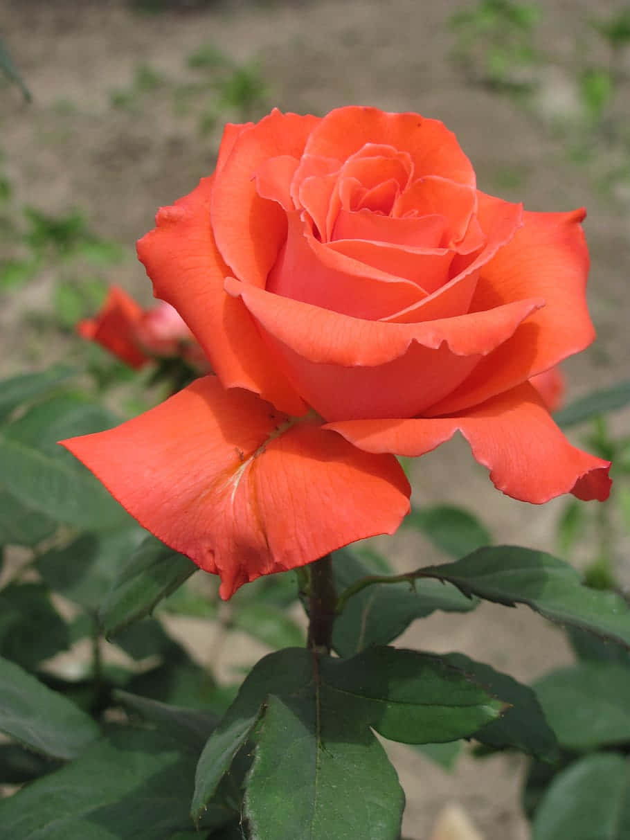 Bellissimaimmagine Fotografica Di Un Giardino Di Rose Arancioni