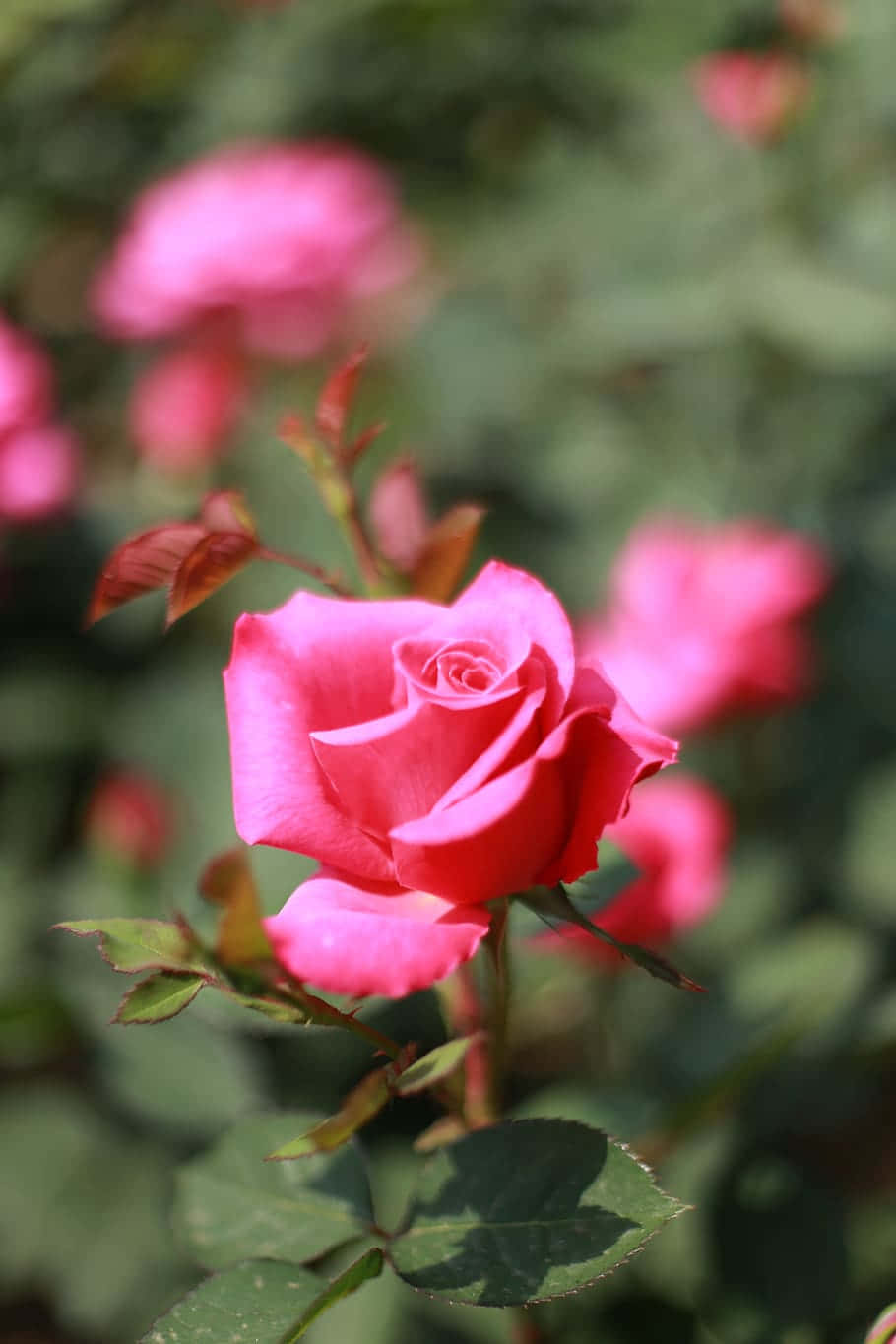 Beautiful Roses Pink Flowers Outdoor Photography Picture