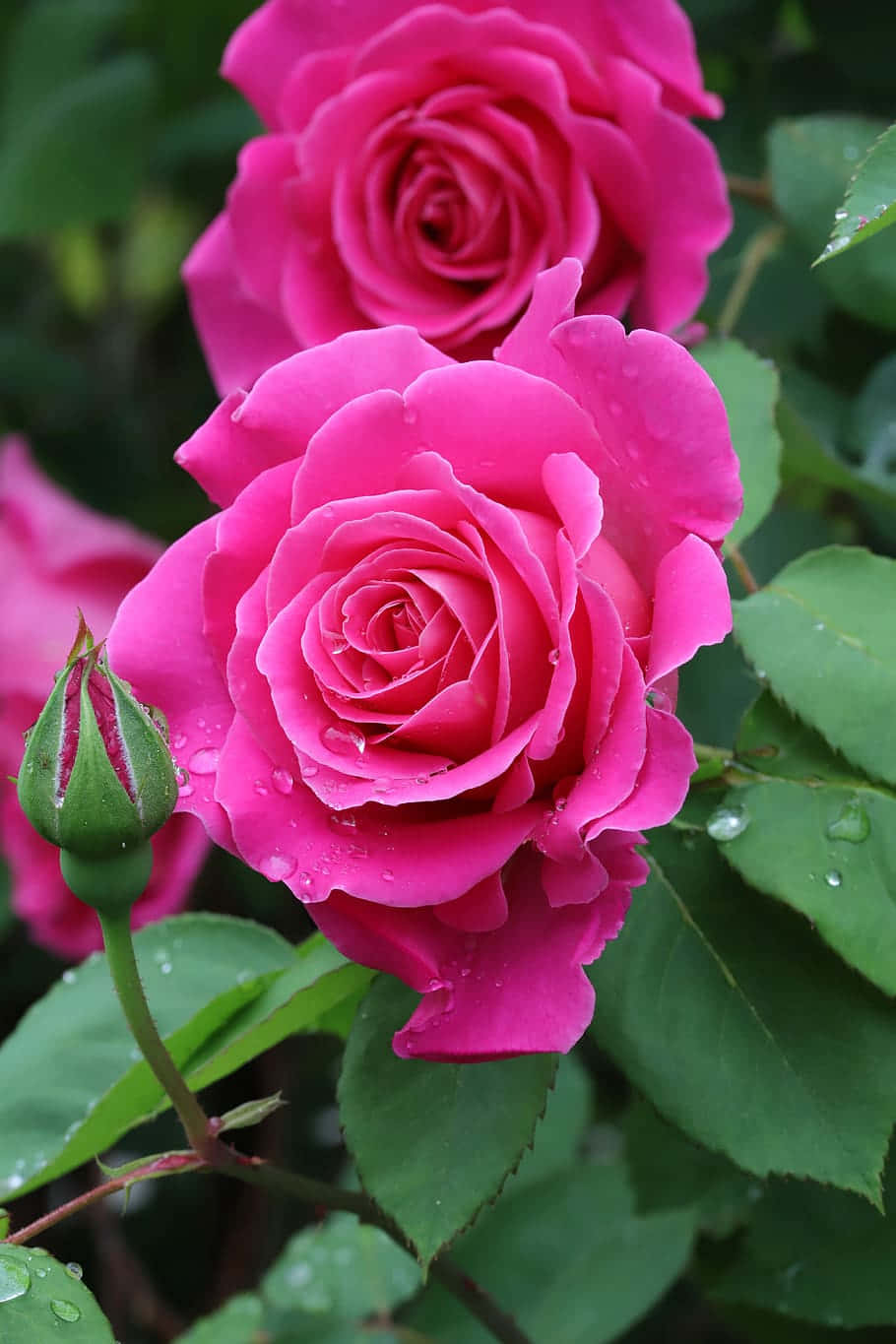 Vackerbild På Fuchsia Färgade Rosor I En Blomträdgård.