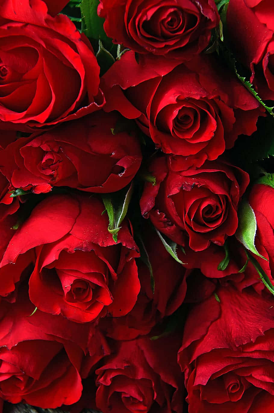 Beautiful Roses Red Bouquet Close Up Photography Picture