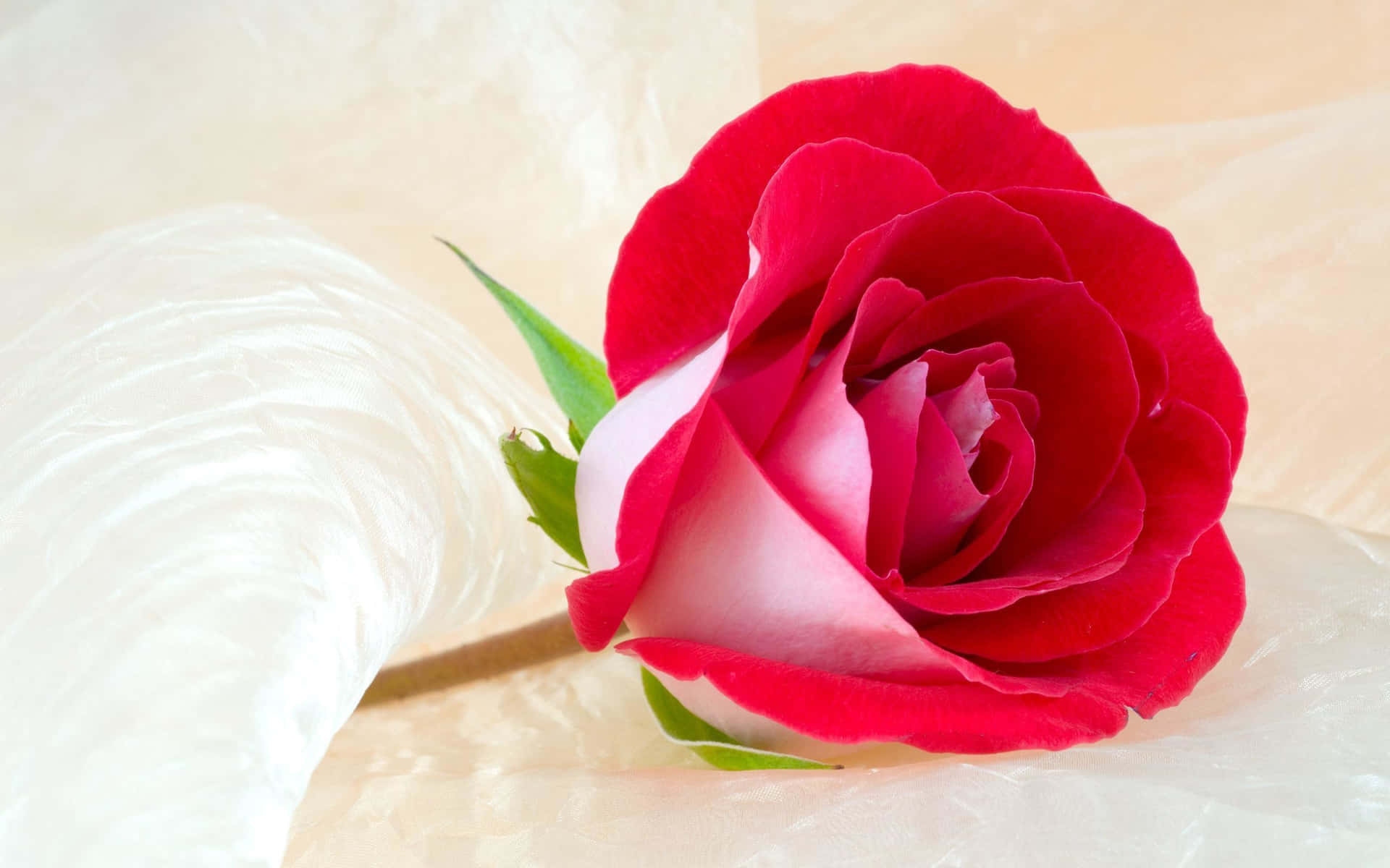 Lafragrante Bellezza Di Un Colorato Giardino Di Rose. Sfondo