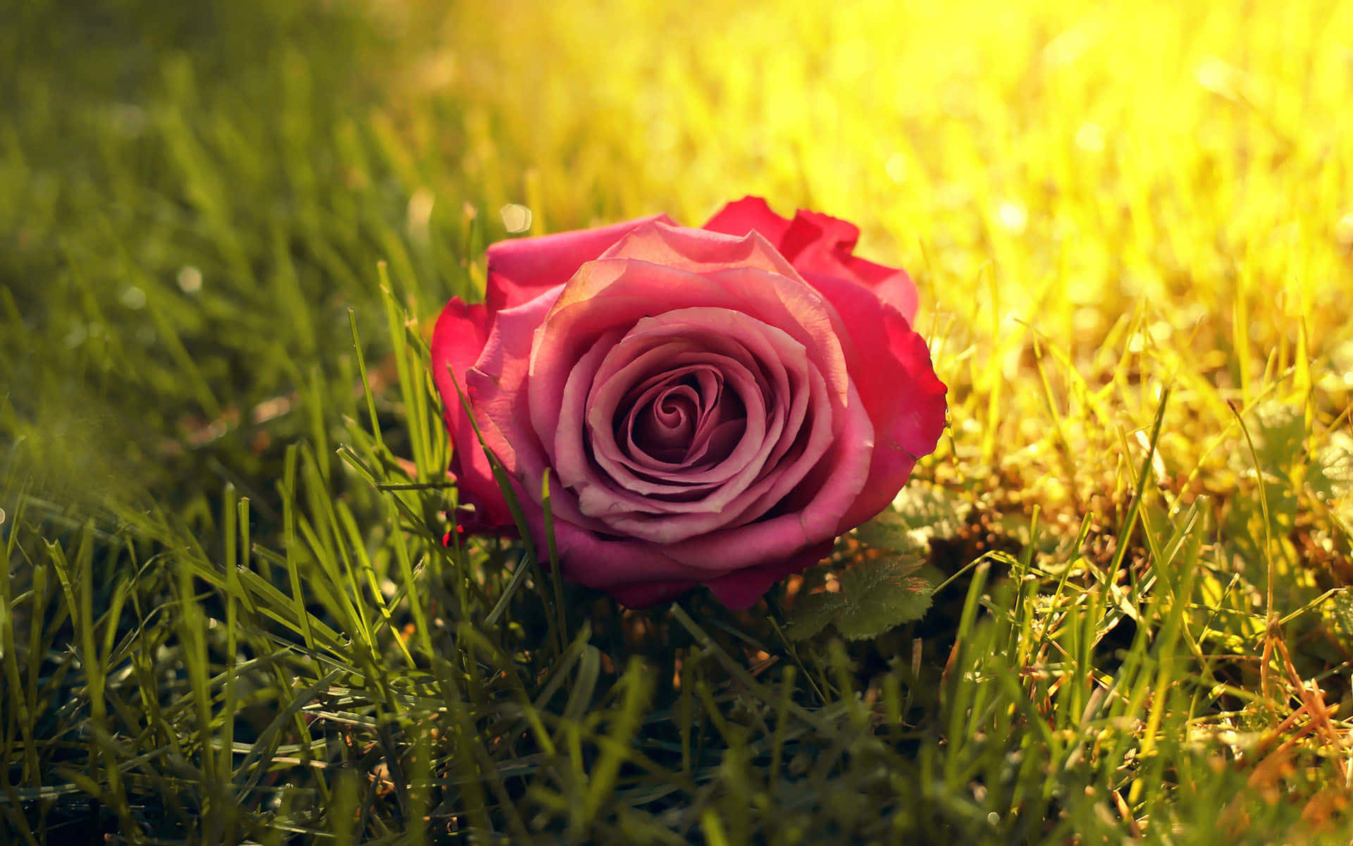 Nyd skønheden i naturen med de strålende farver af disse levende roser. Wallpaper