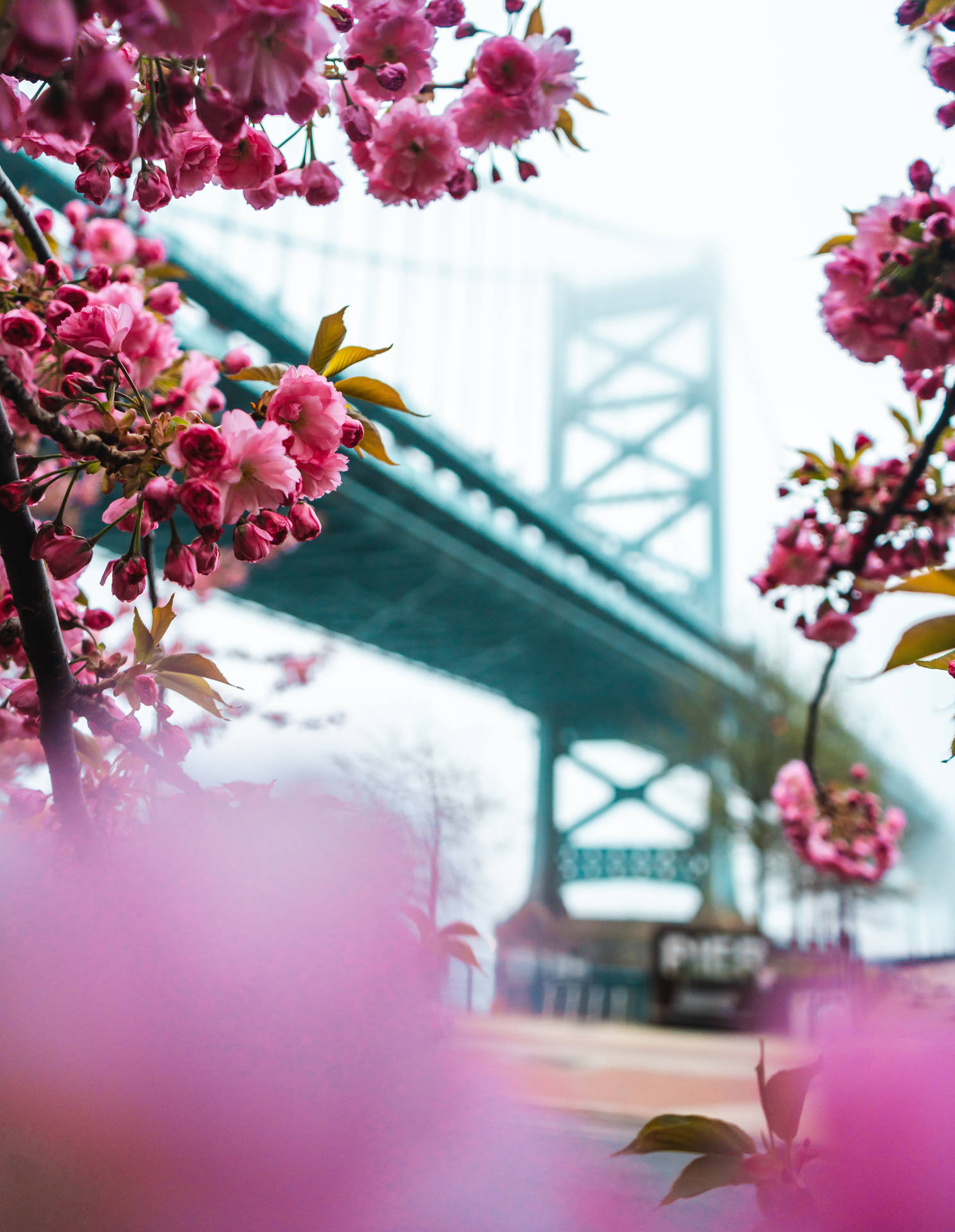 "Beautiful Sakura Blossoms Over a Peaceful Bridge" Wallpaper