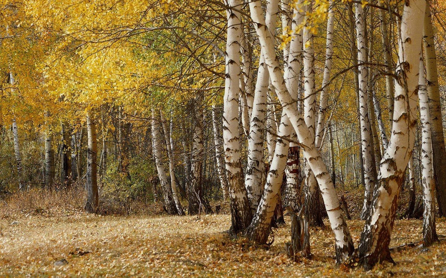 Beautiful Scenery Birch Tree Autumn Wallpaper