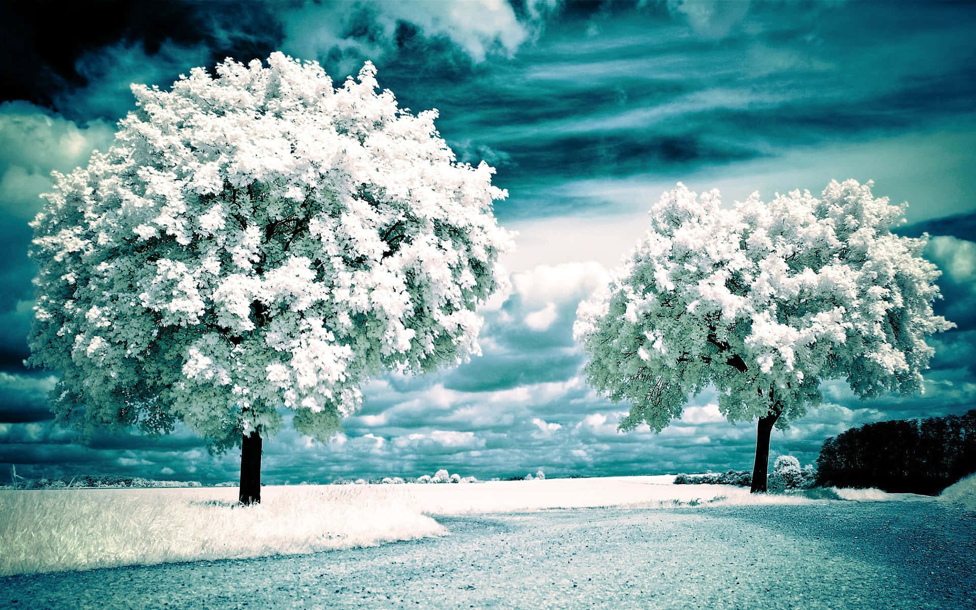 Wunderschöneslandschaftsbild Für Den Desktop: Winter, Schnee, Bäume. Wallpaper