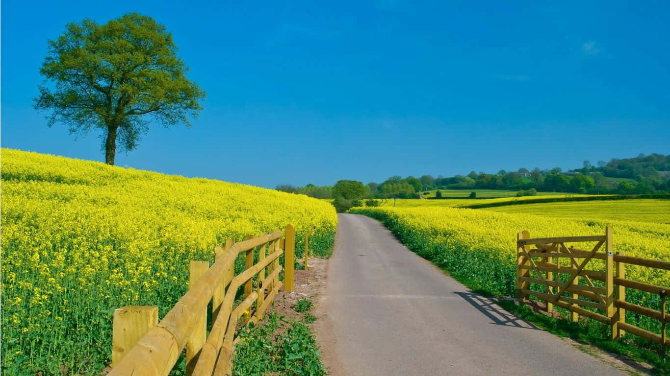 Beautiful Scenery Desktop Yellow Rapeseed Field Wallpaper