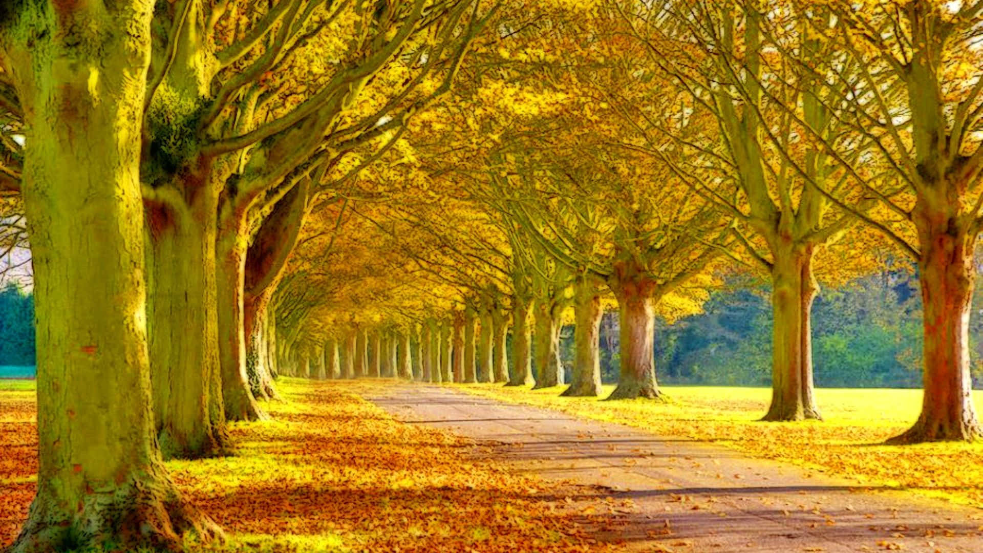 Beautiful Scenery Desktop Golden Tree Lane Wallpaper