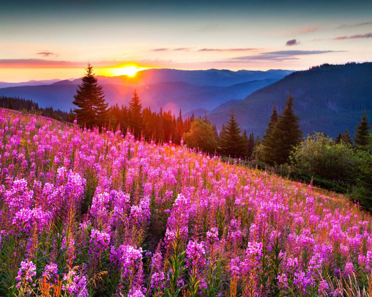 Beautiful Scenery Desktop Lavender Flowers Field Wallpaper