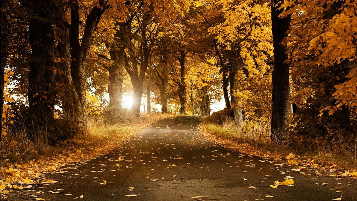 Wunderschönelandschaft Dunkle Herbstbäume Auf Dem Desktop Wallpaper