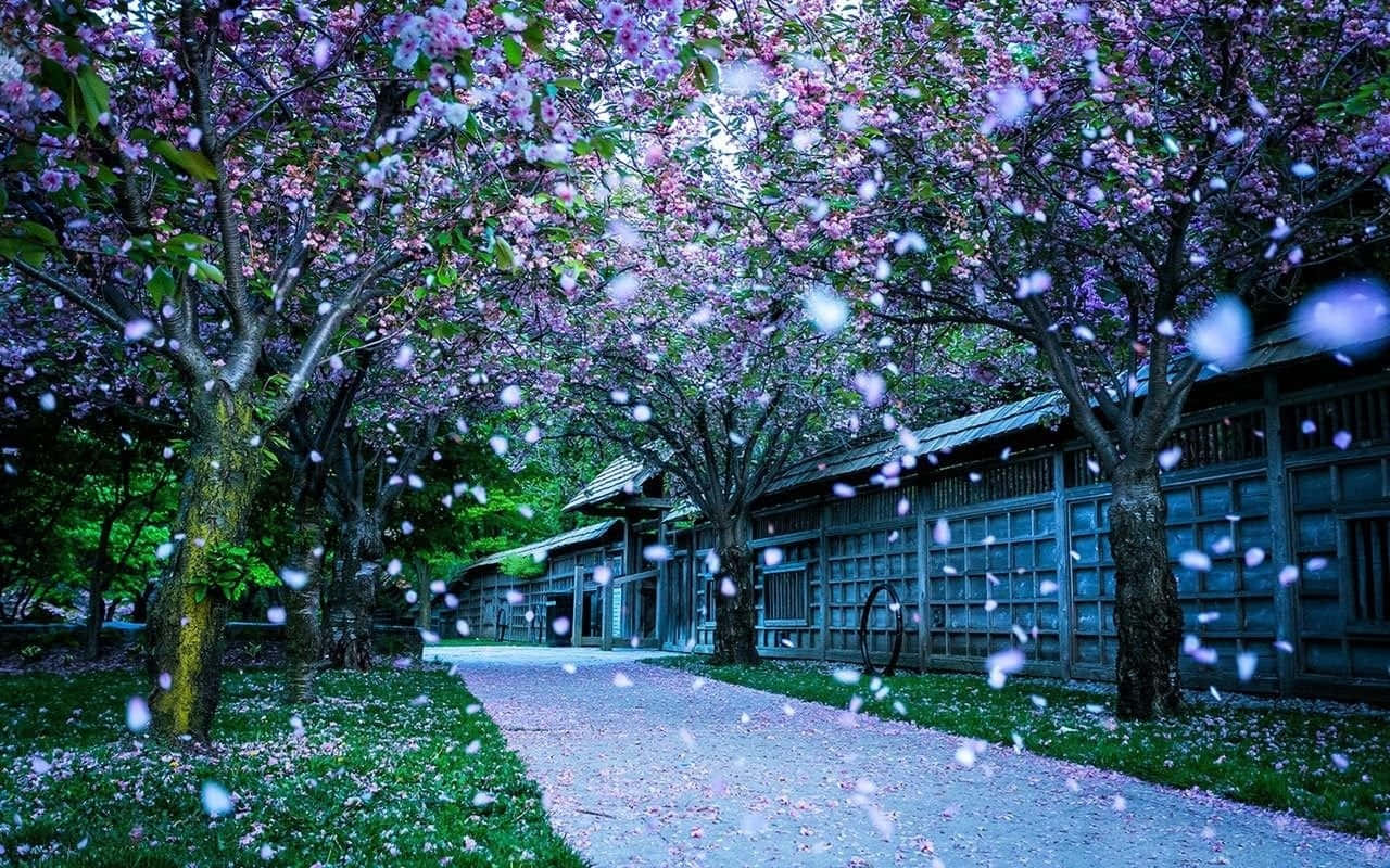 Beautiful Scenery Desktop Cherry Blossom Snow Wallpaper