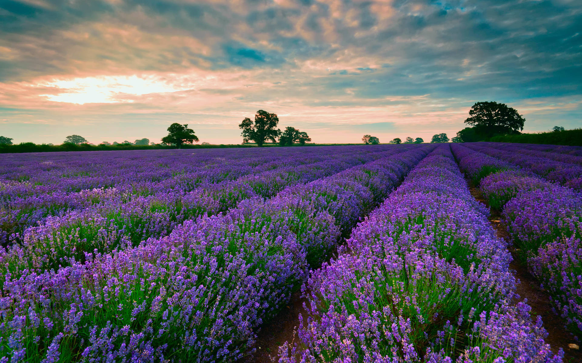 Beautiful Scenery Lavender Desktop Wallpaper