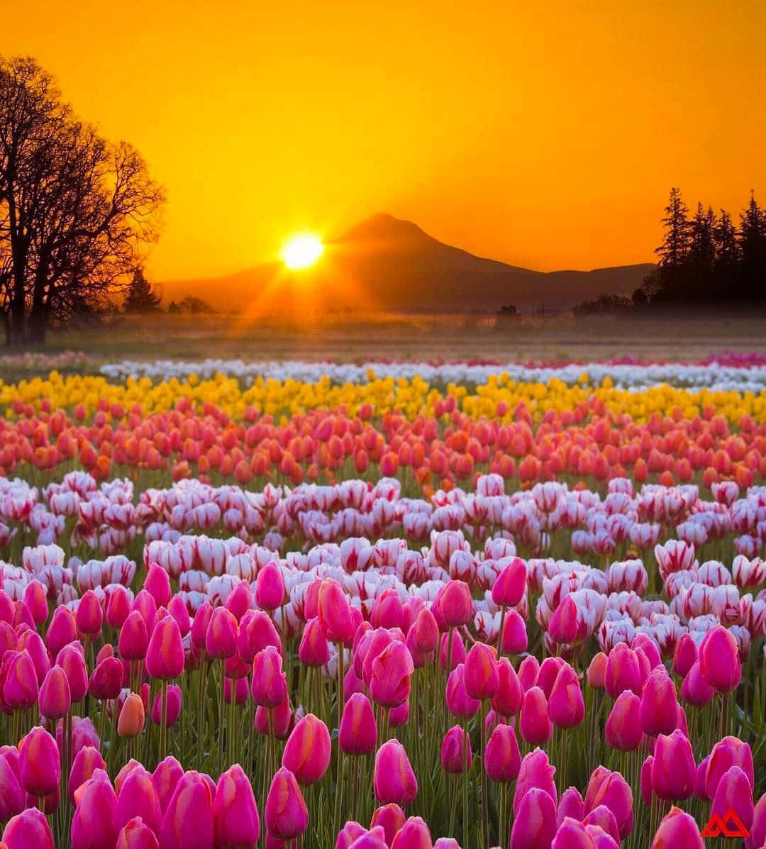 A Field Of Pink And White Tulips With The Sun Setting Behind Them