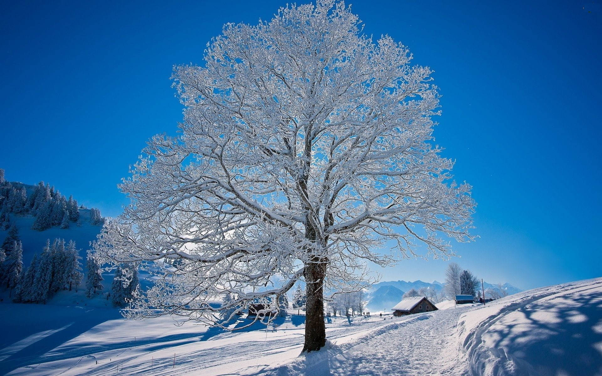 Beautiful Scenery Snow Tree Wallpaper