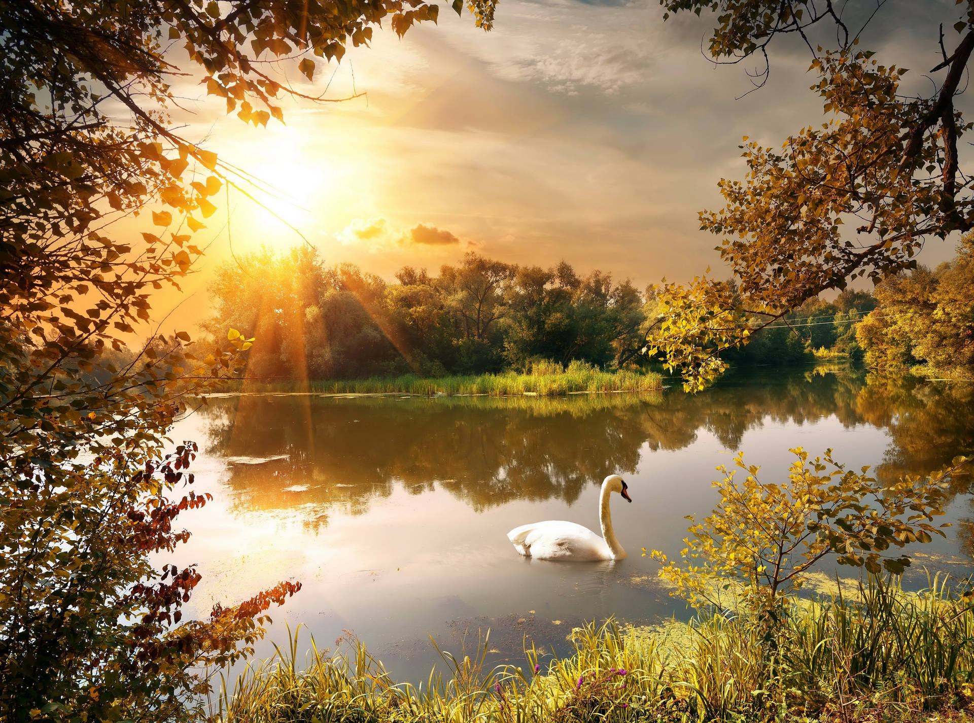 Beautiful Scenery Swan Wallpaper