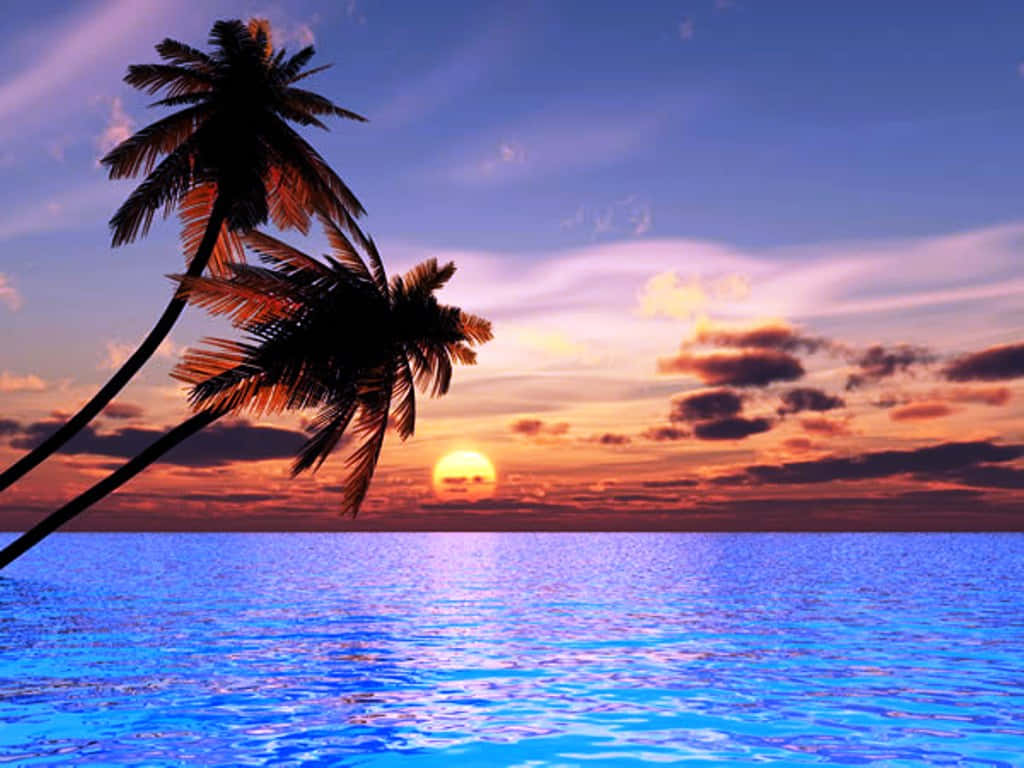 Smukt hav solnedgang og palmer Wallpaper