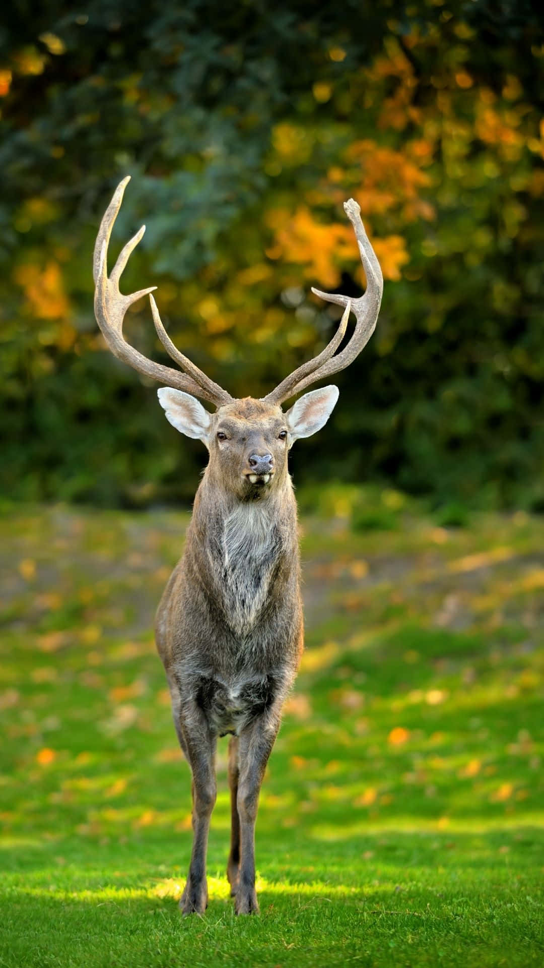 Beautiful Serenity: A Lone Deer In The Forest