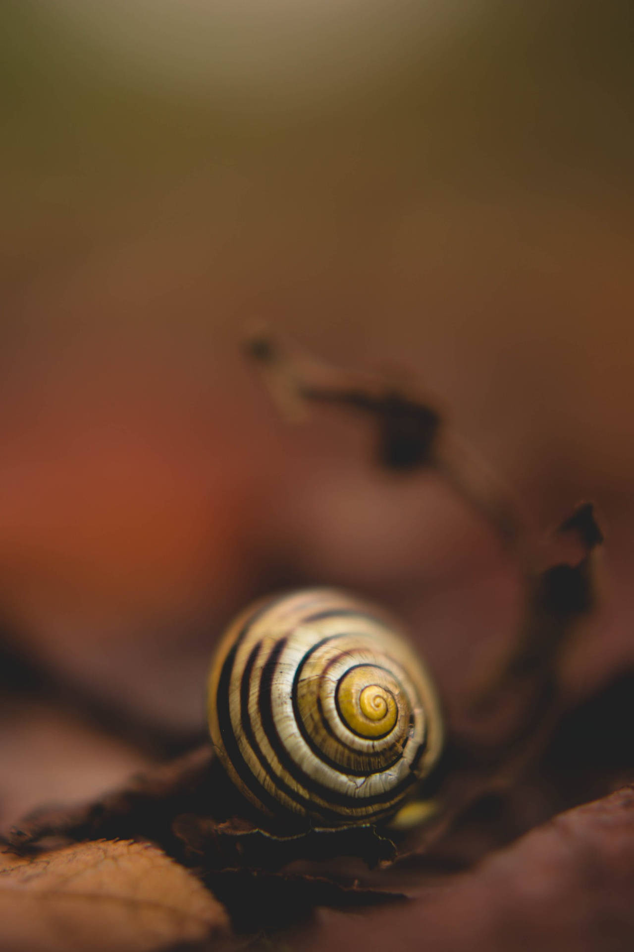 Smuk Snail Shell Blomster Tegnet Baggrund Wallpaper