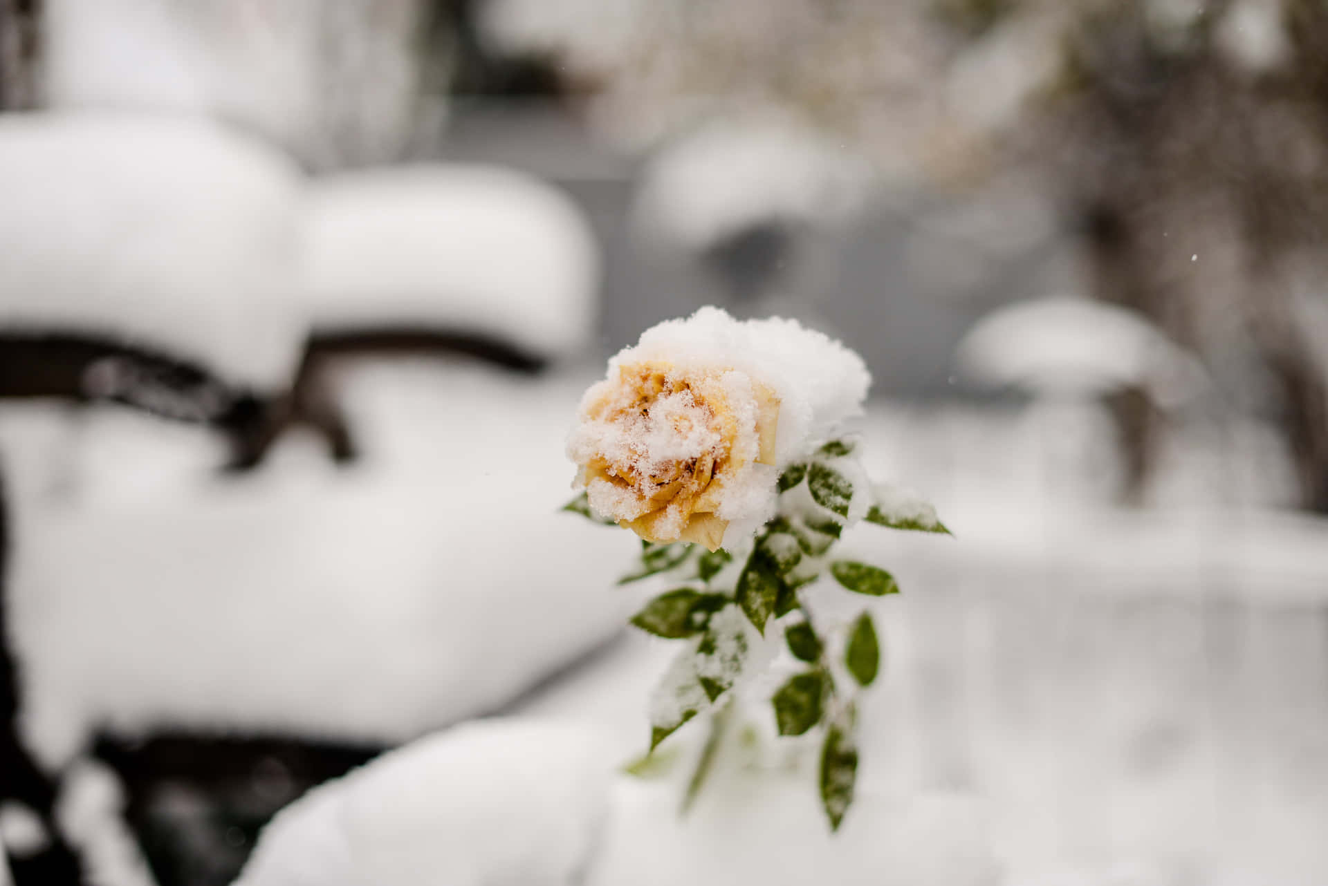 Vackerbild Av En Snöig Gul Blomma