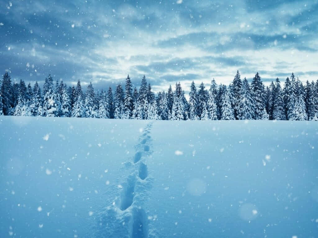 Bellissimaimmagine Delle Impronte Sulla Neve