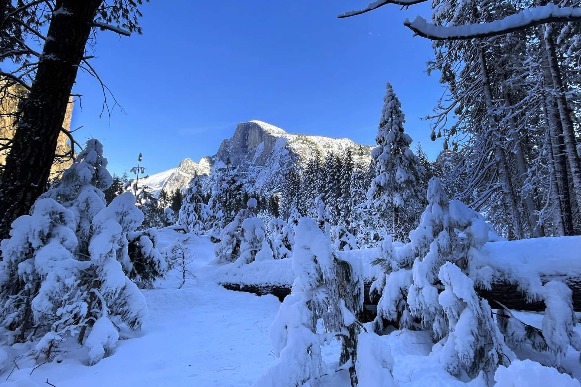 Hermosaimagen De Un Bosque Azul Cubierto De Nieve.